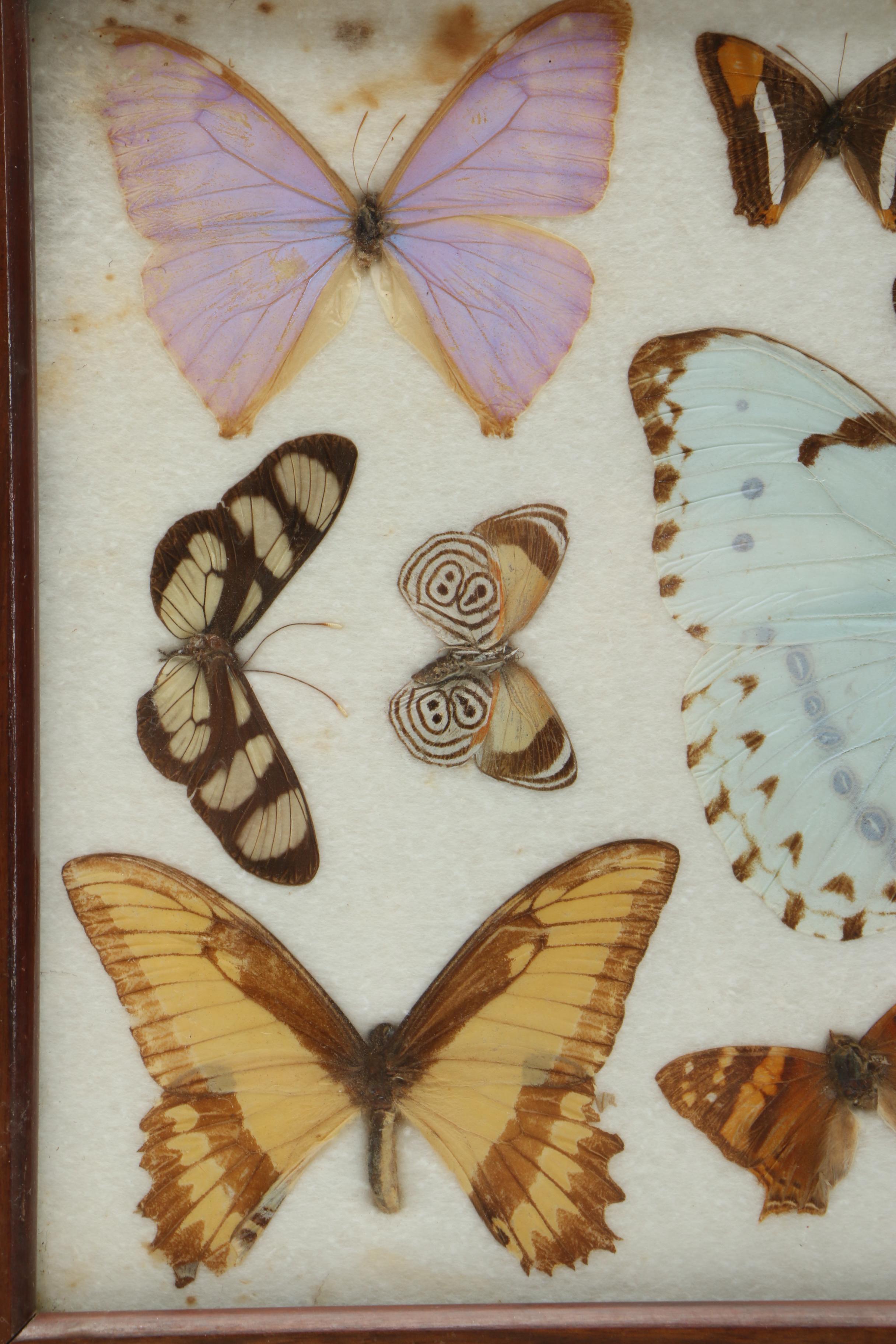 Vintage Carlos Zipperer Mounted Butterflies Tray from Brazil