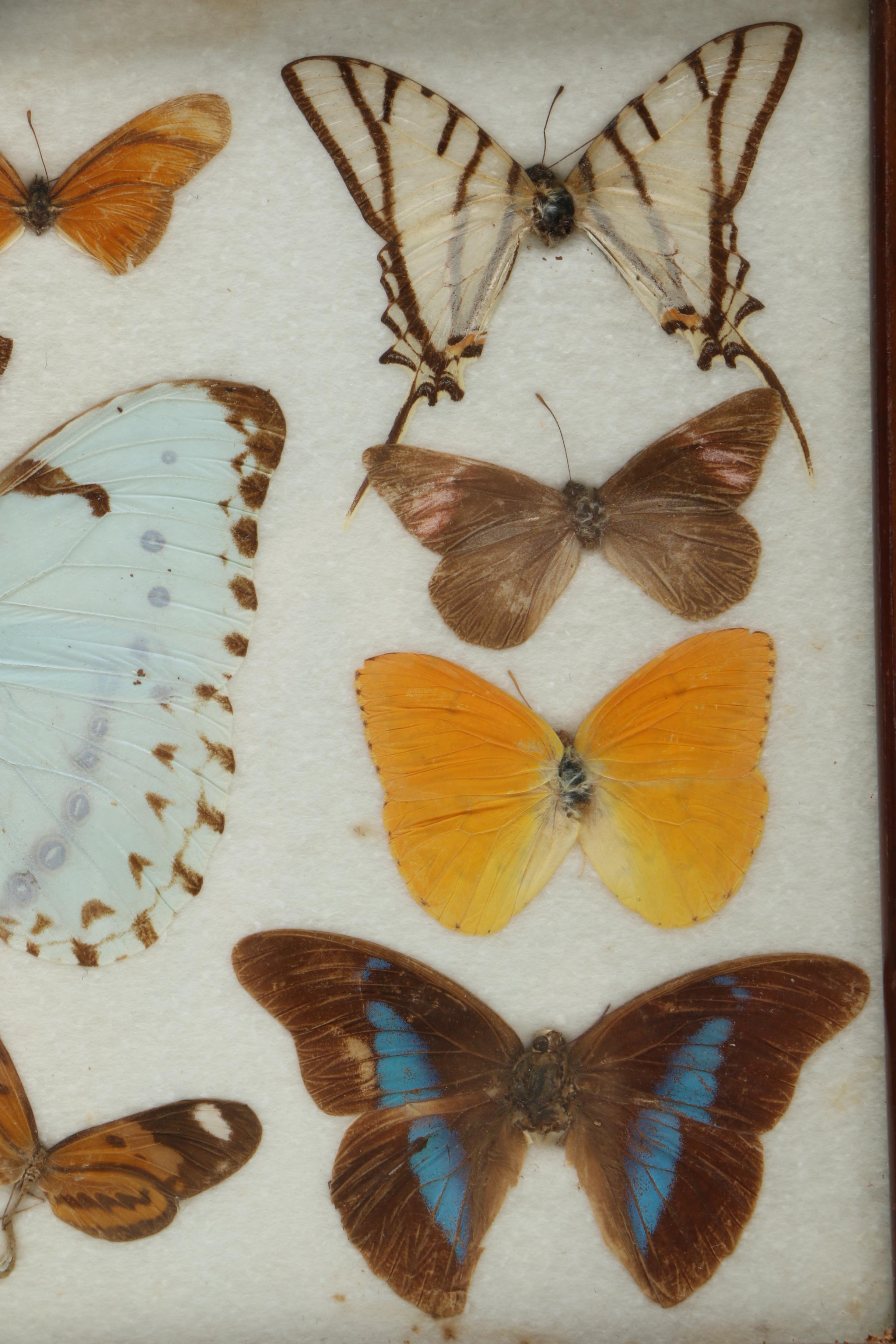 Vintage Carlos Zipperer Mounted Butterflies Tray from Brazil