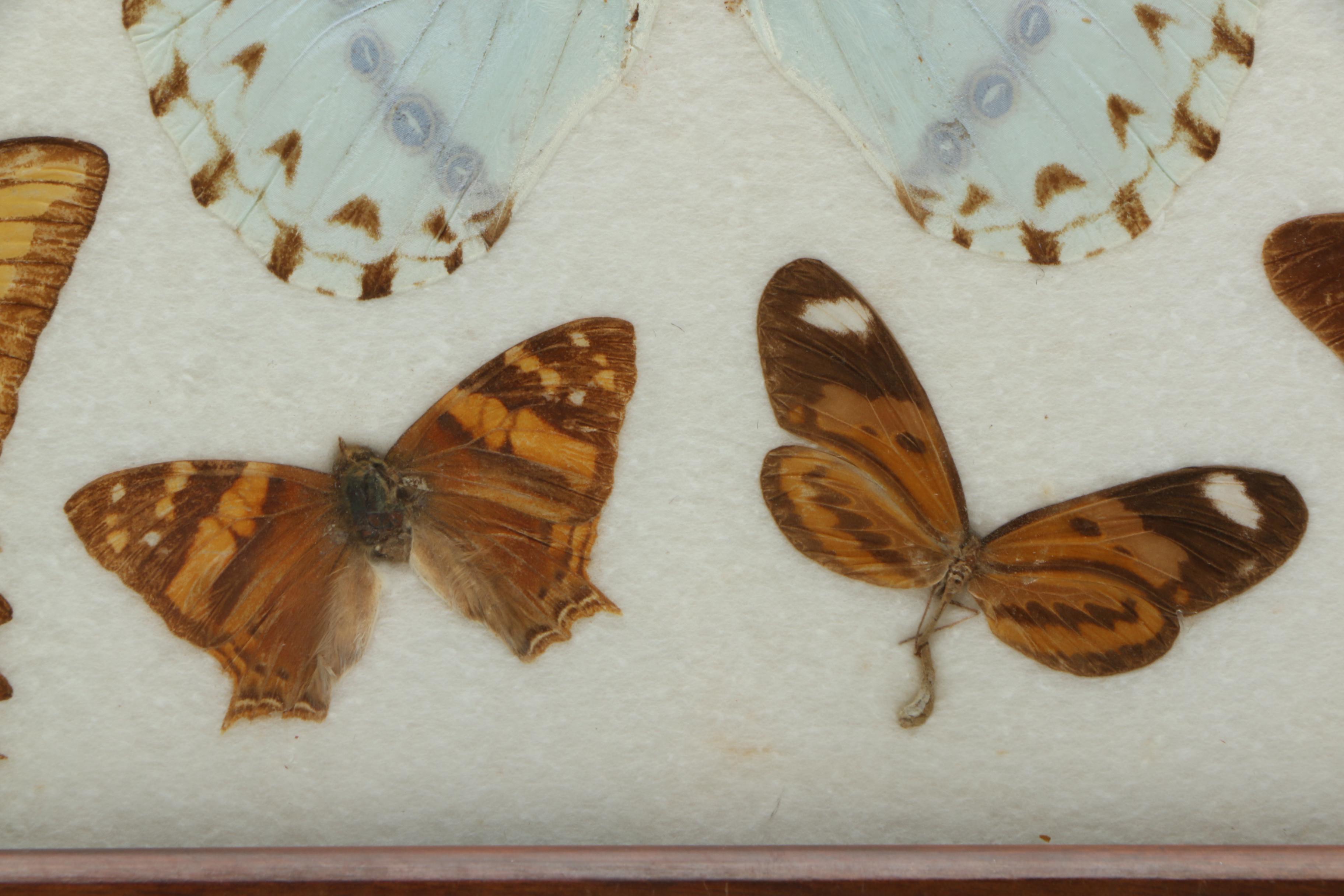 Vintage Carlos Zipperer Mounted Butterflies Tray from Brazil