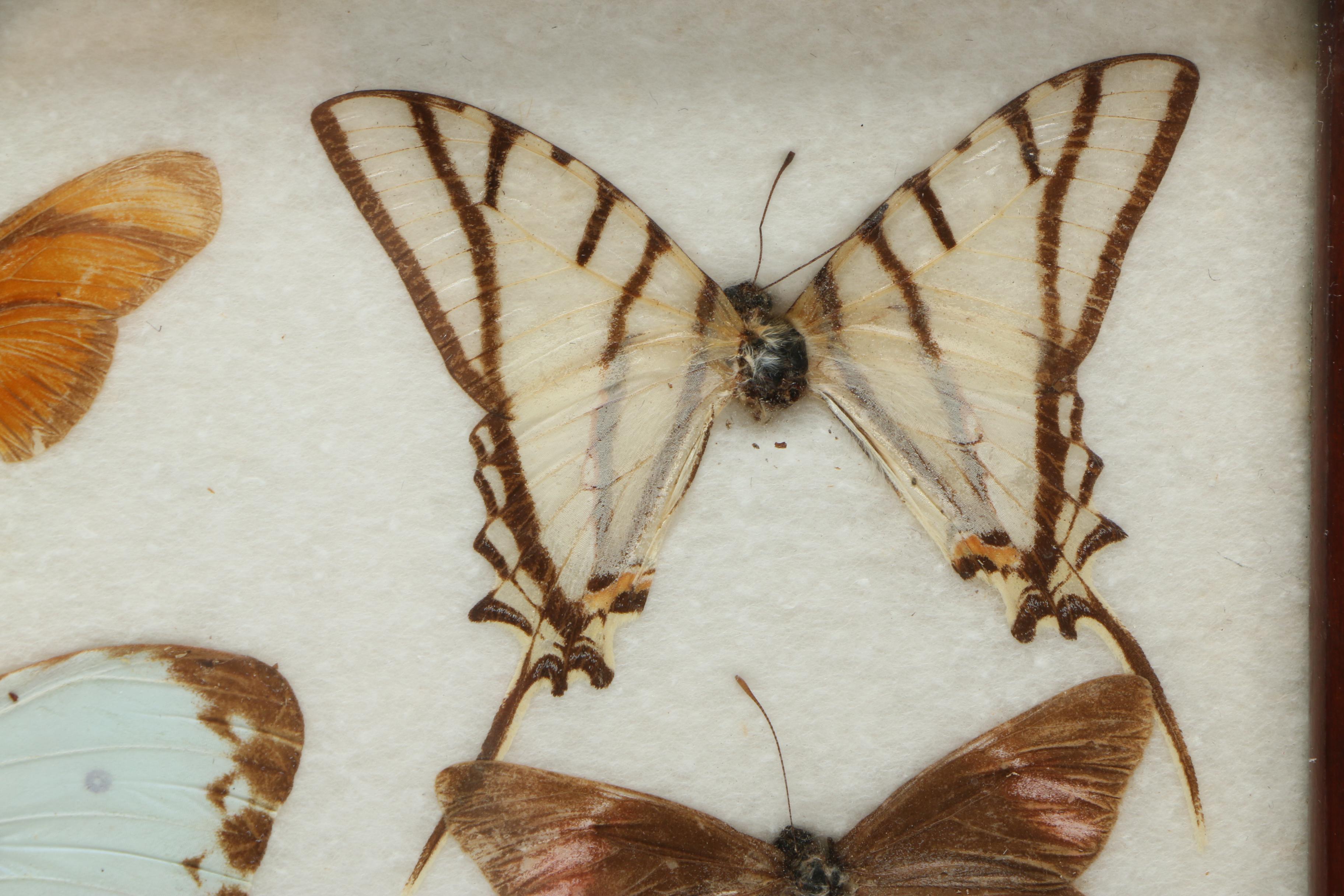 Vintage Carlos Zipperer Mounted Butterflies Tray from Brazil