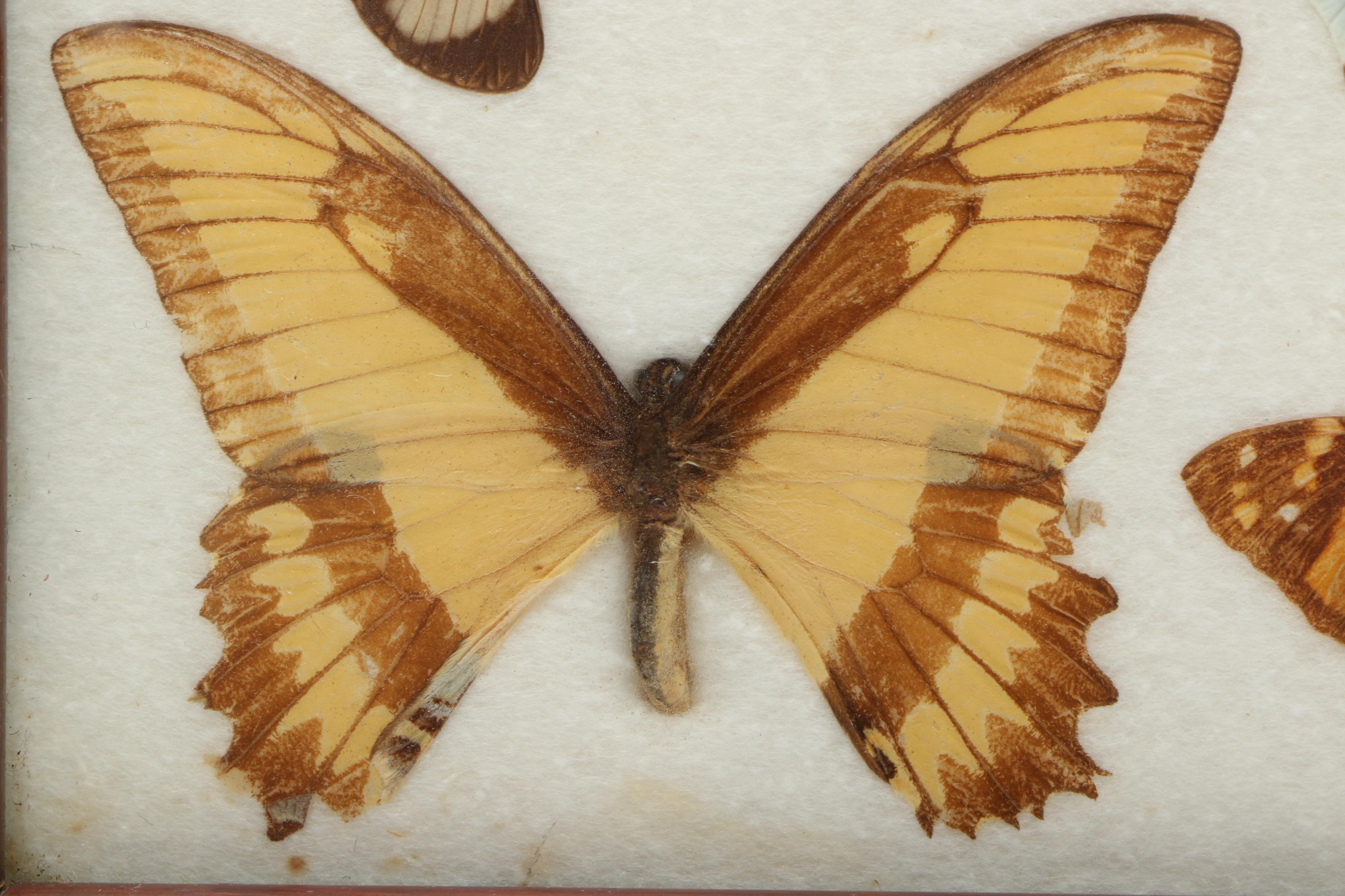 Vintage Carlos Zipperer Mounted Butterflies Tray from Brazil