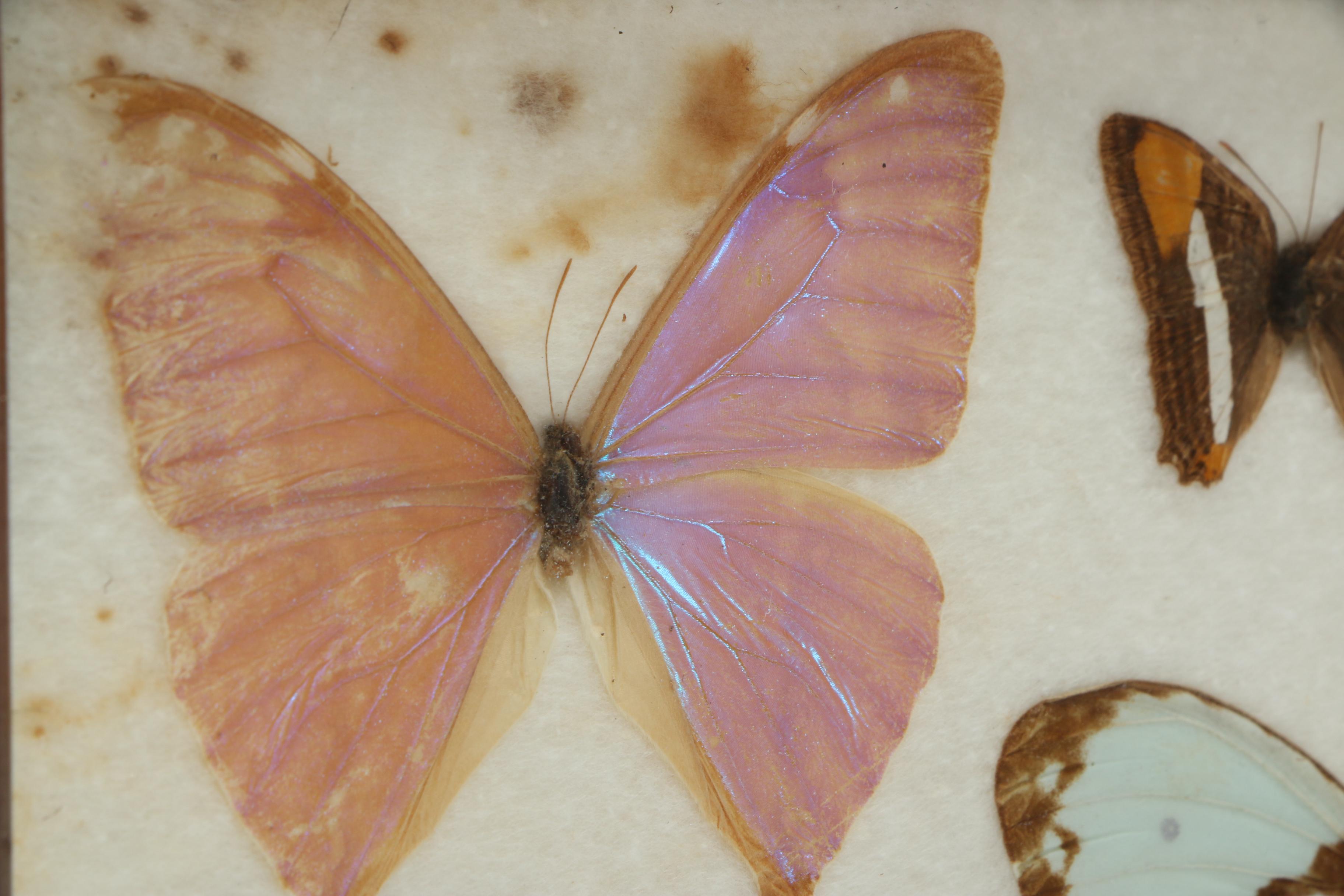 Vintage Carlos Zipperer Mounted Butterflies Tray from Brazil