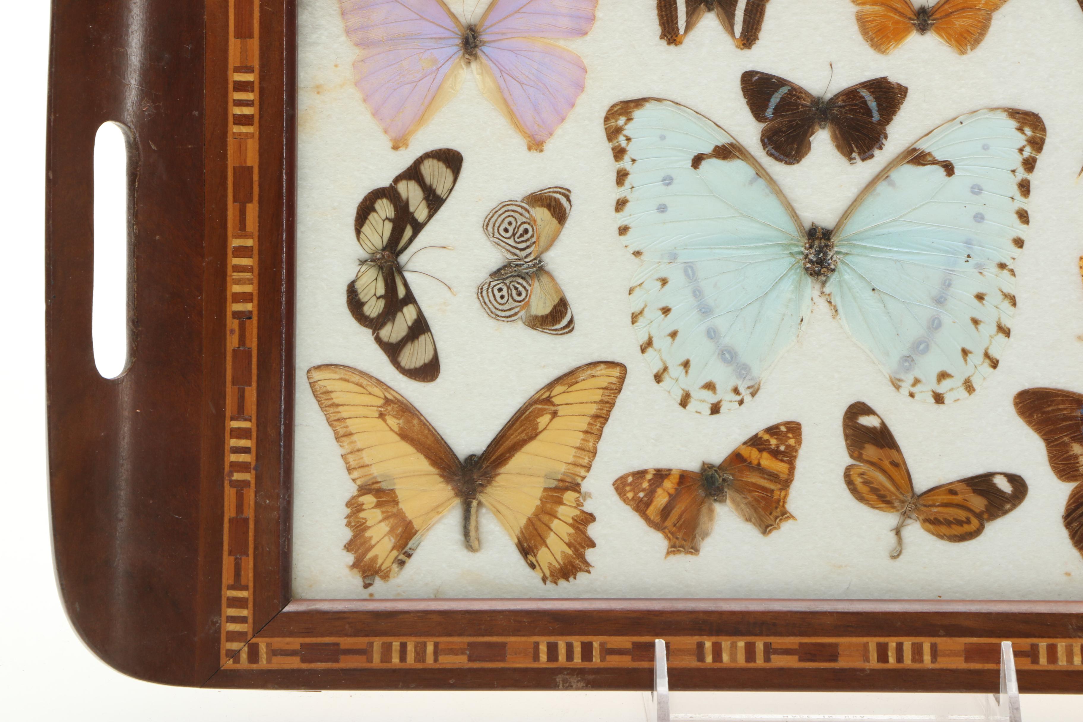 Vintage Carlos Zipperer Mounted Butterflies Tray from Brazil