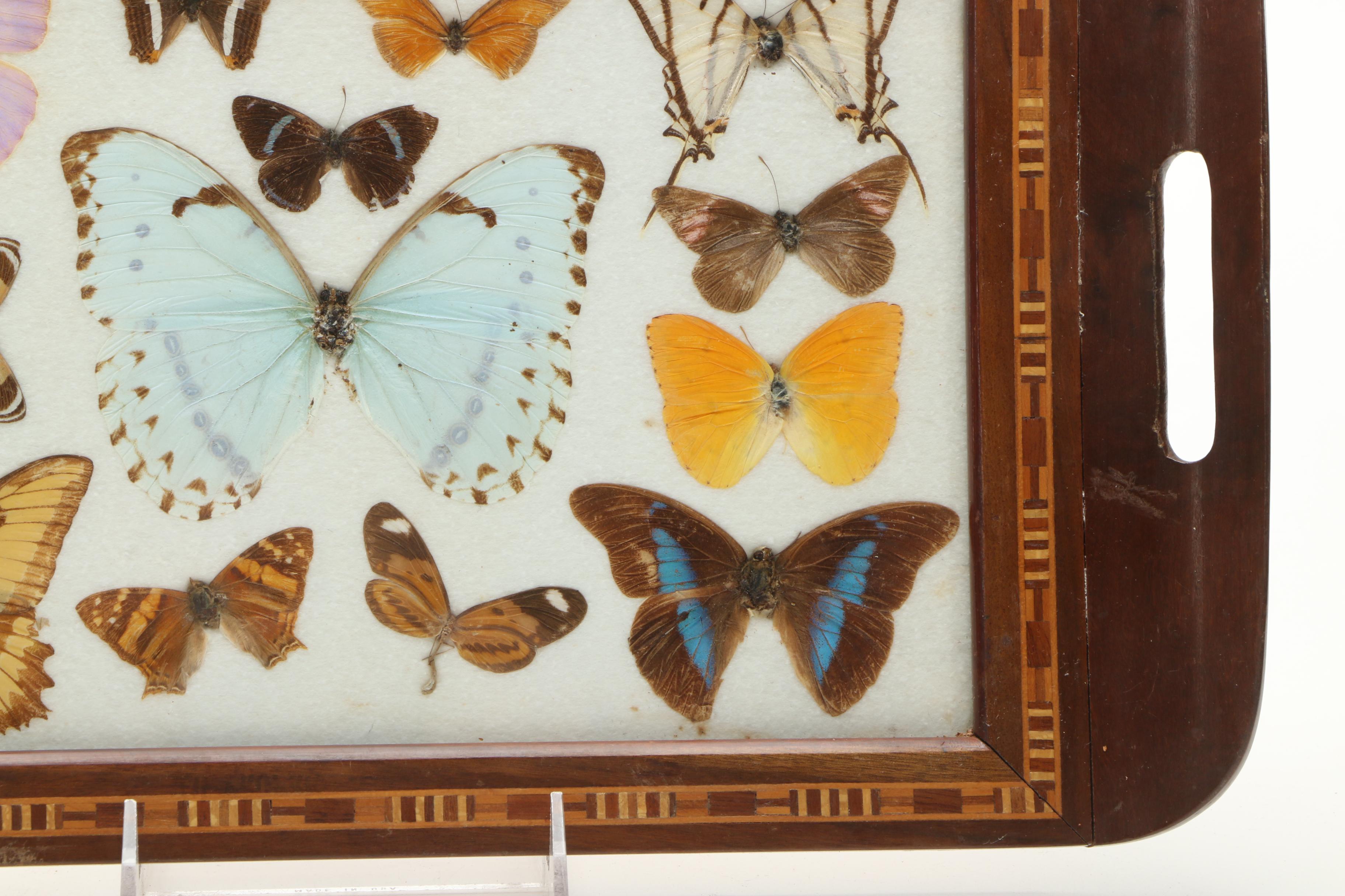 Vintage Carlos Zipperer Mounted Butterflies Tray from Brazil