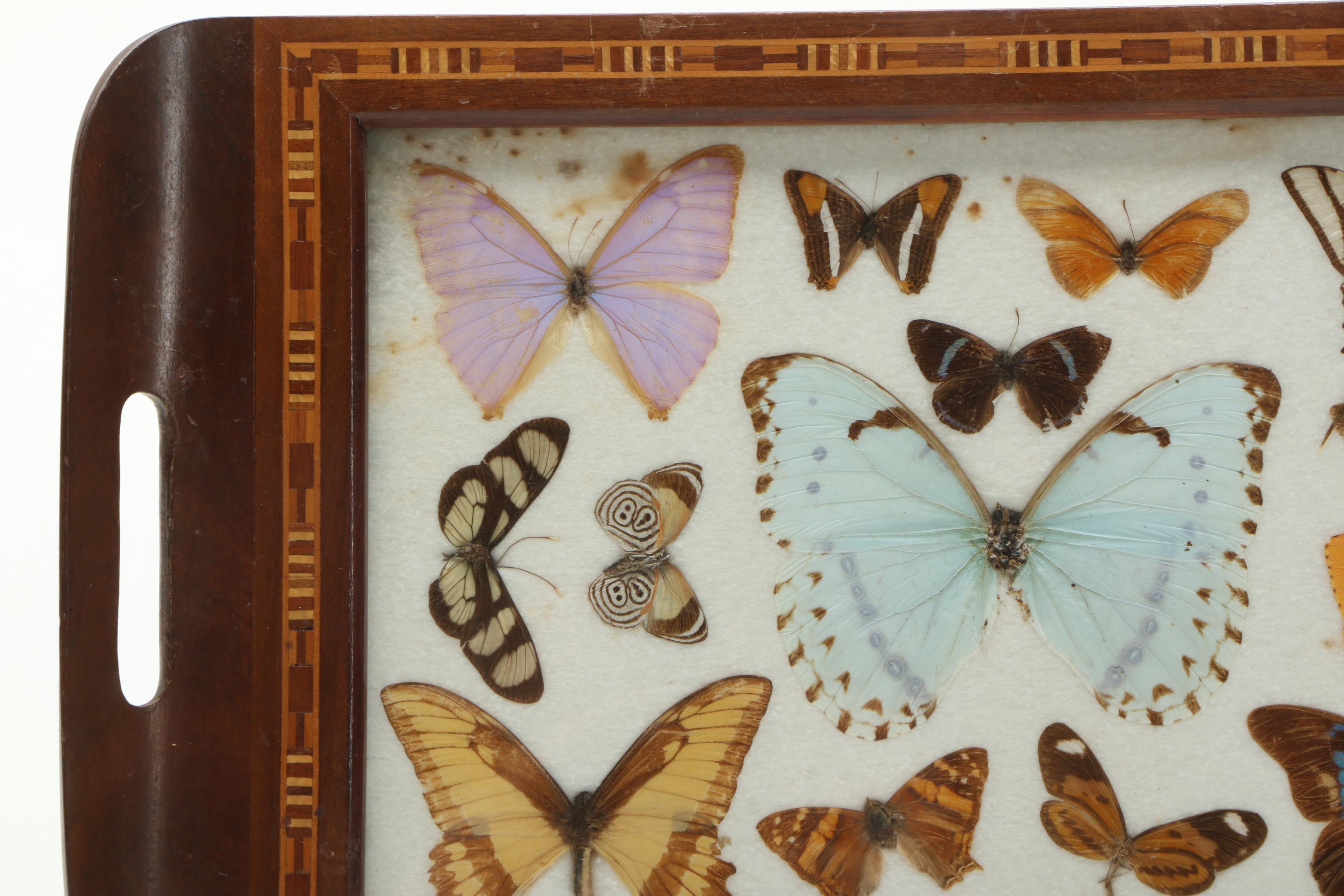 Vintage Carlos Zipperer Mounted Butterflies Tray from Brazil