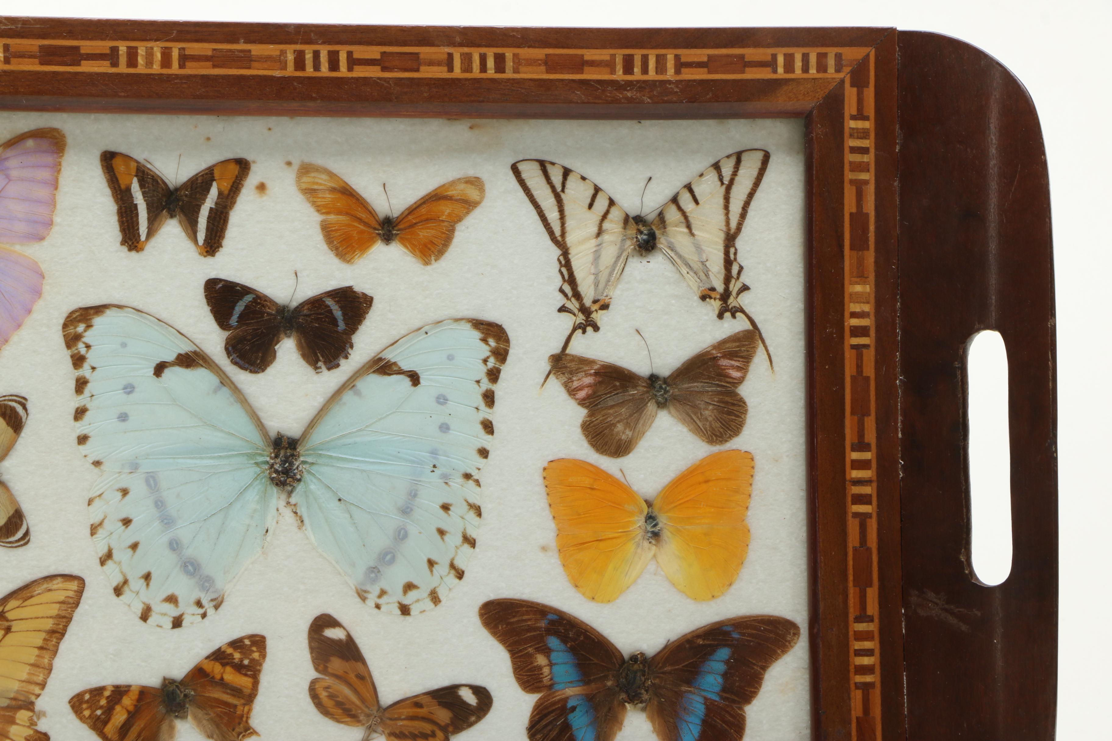 Vintage Carlos Zipperer Mounted Butterflies Tray from Brazil