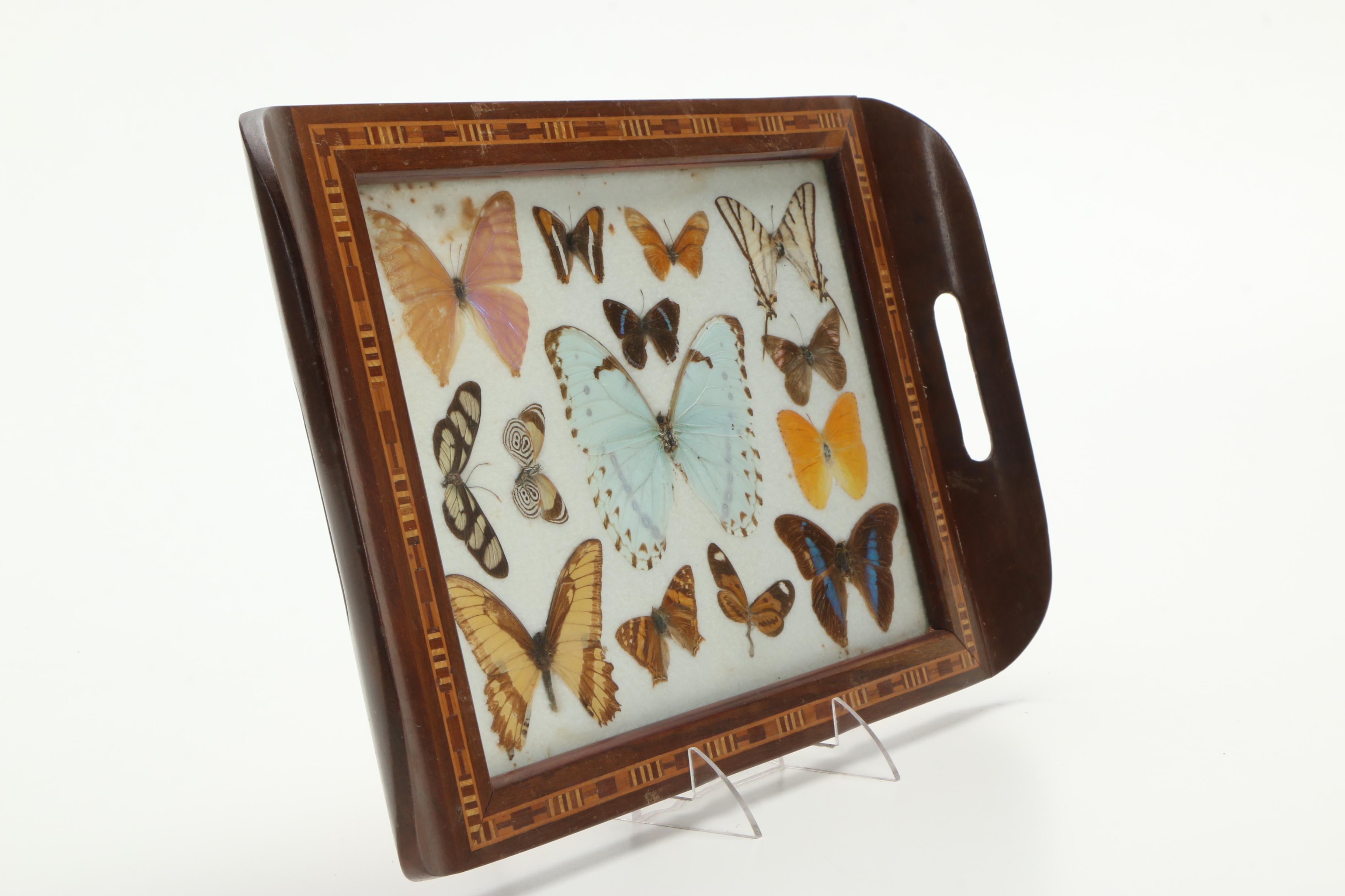 Vintage Carlos Zipperer Mounted Butterflies Tray from Brazil