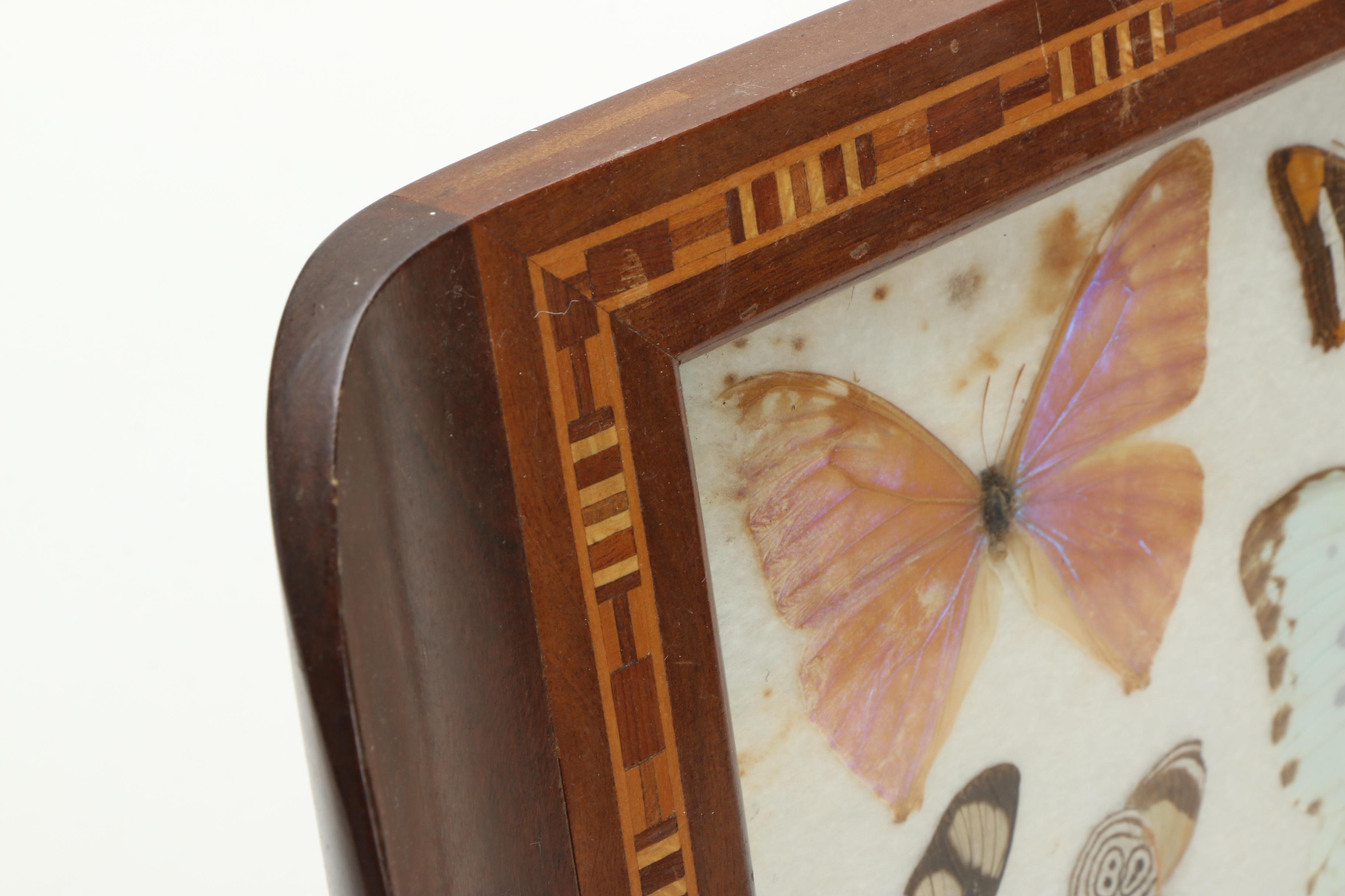 Vintage Carlos Zipperer Mounted Butterflies Tray from Brazil