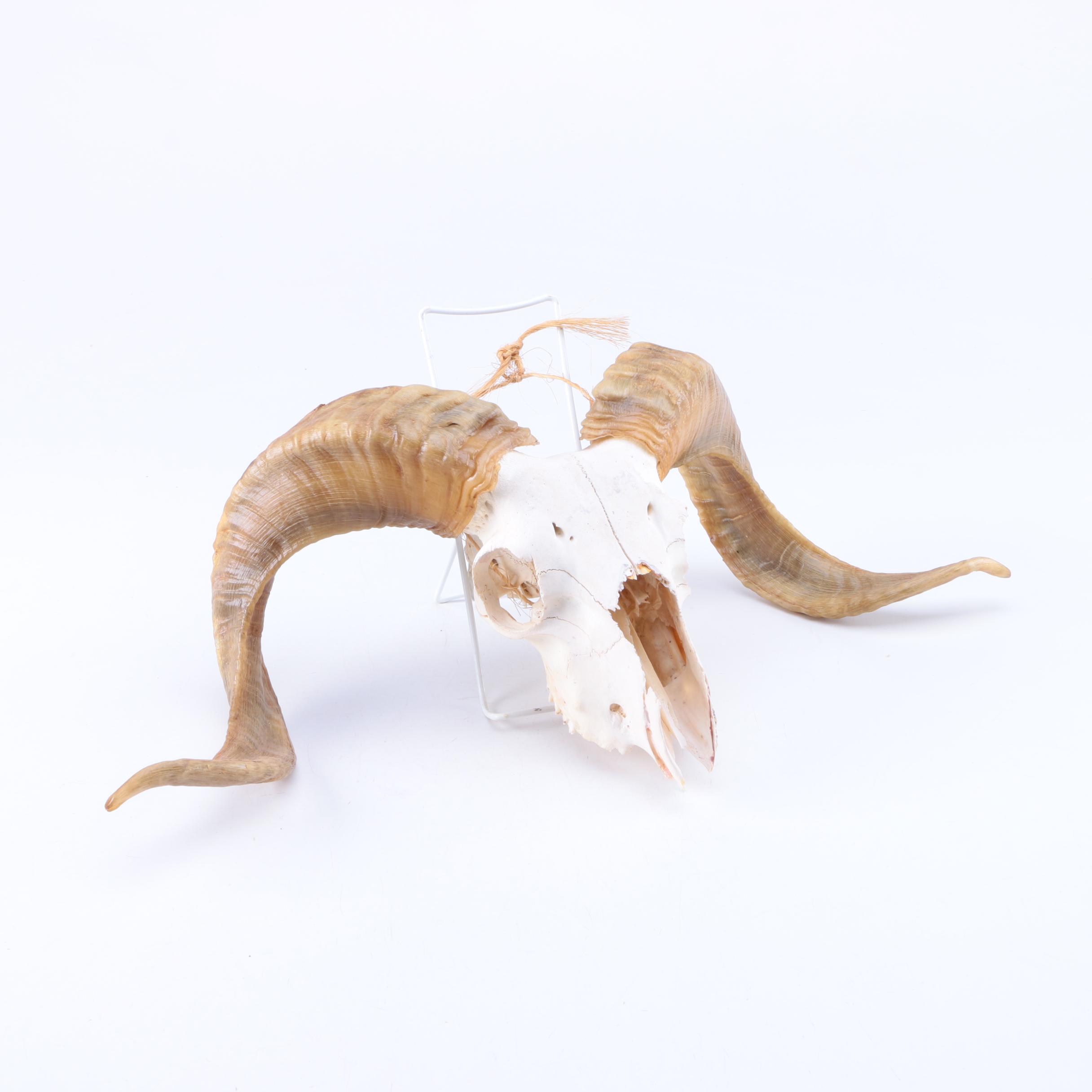 Bleached Ram Skull