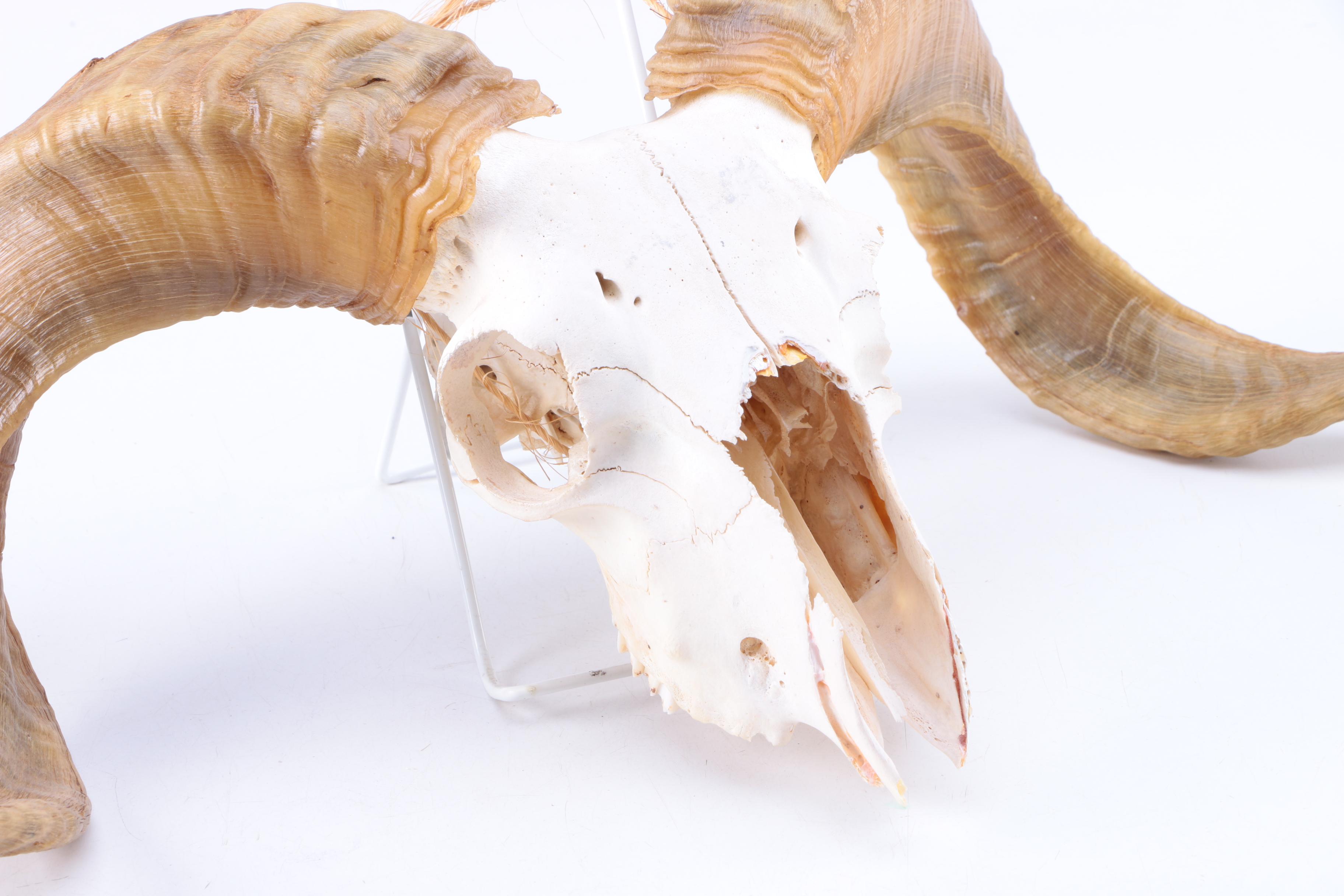 Bleached Ram Skull