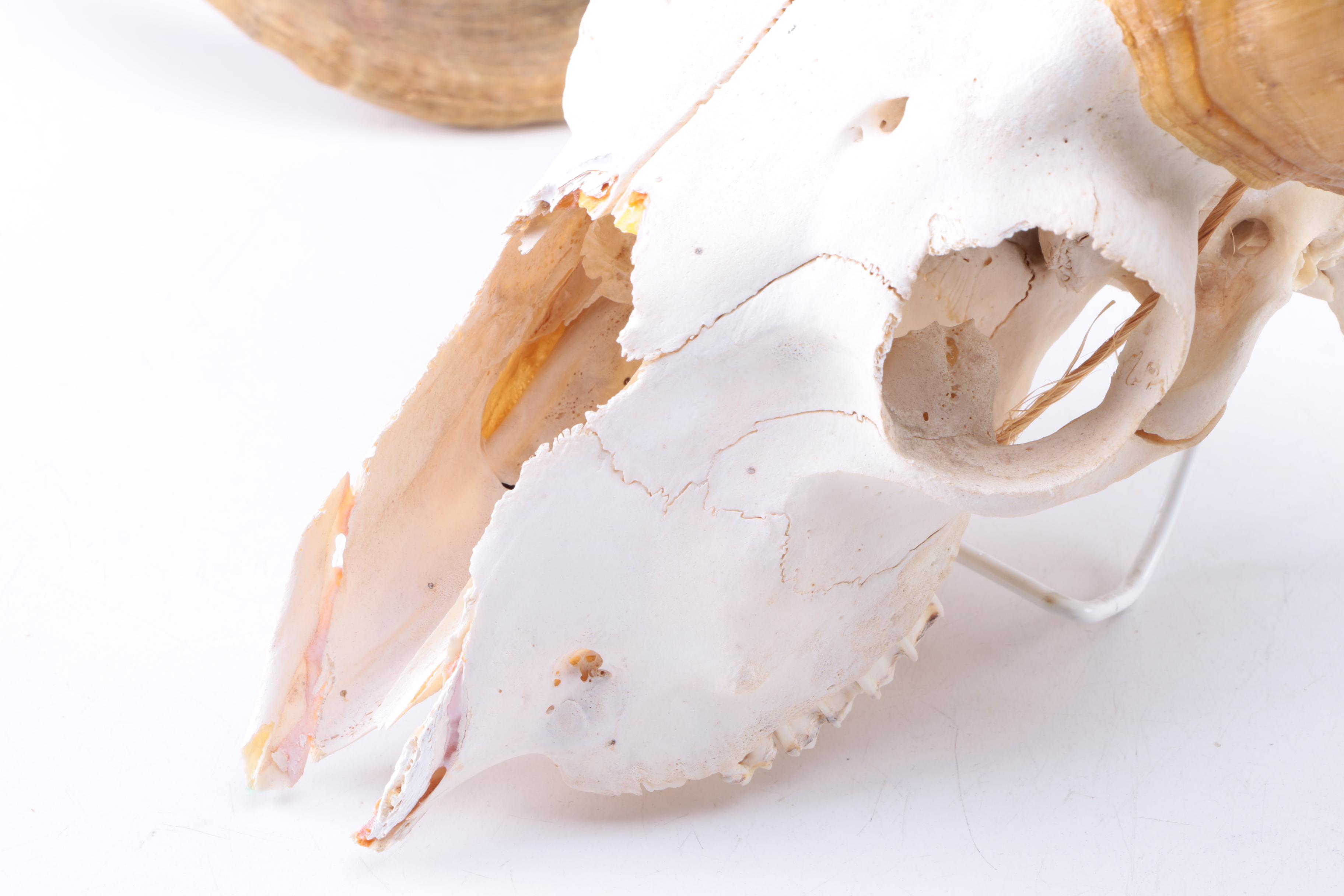 Bleached Ram Skull