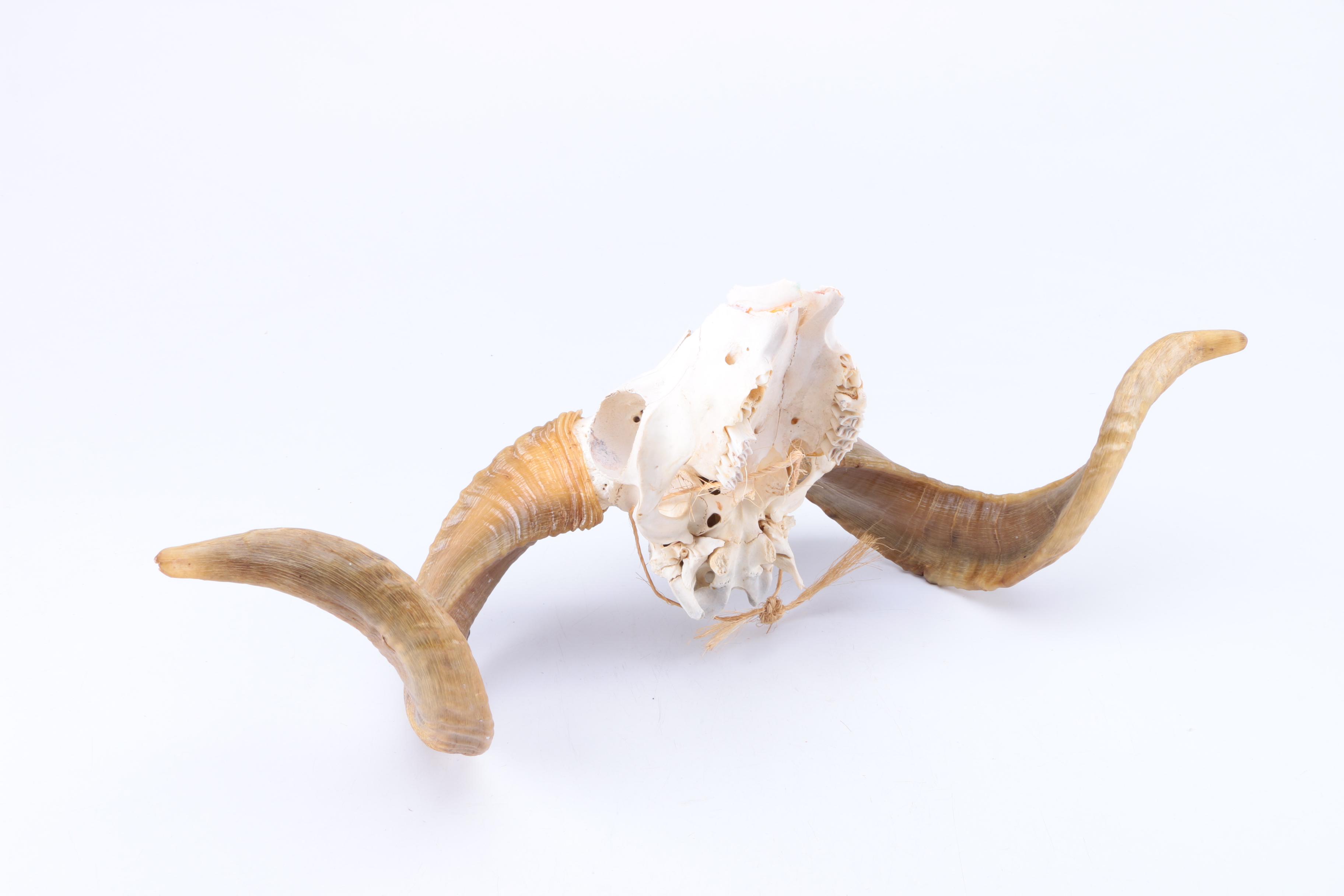 Bleached Ram Skull