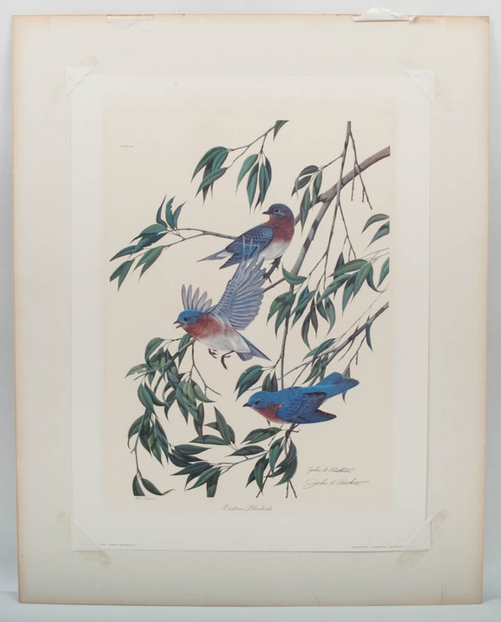Signed John Ruthven Limited Edition Offset Lithograph "Eastern Bluebirds"