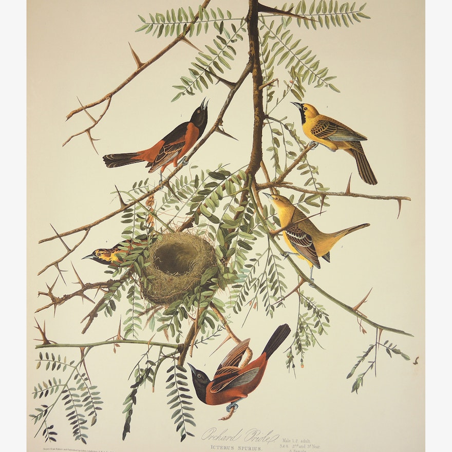 Print After John J. Audubon and R. Havell "Orchard Oriole"