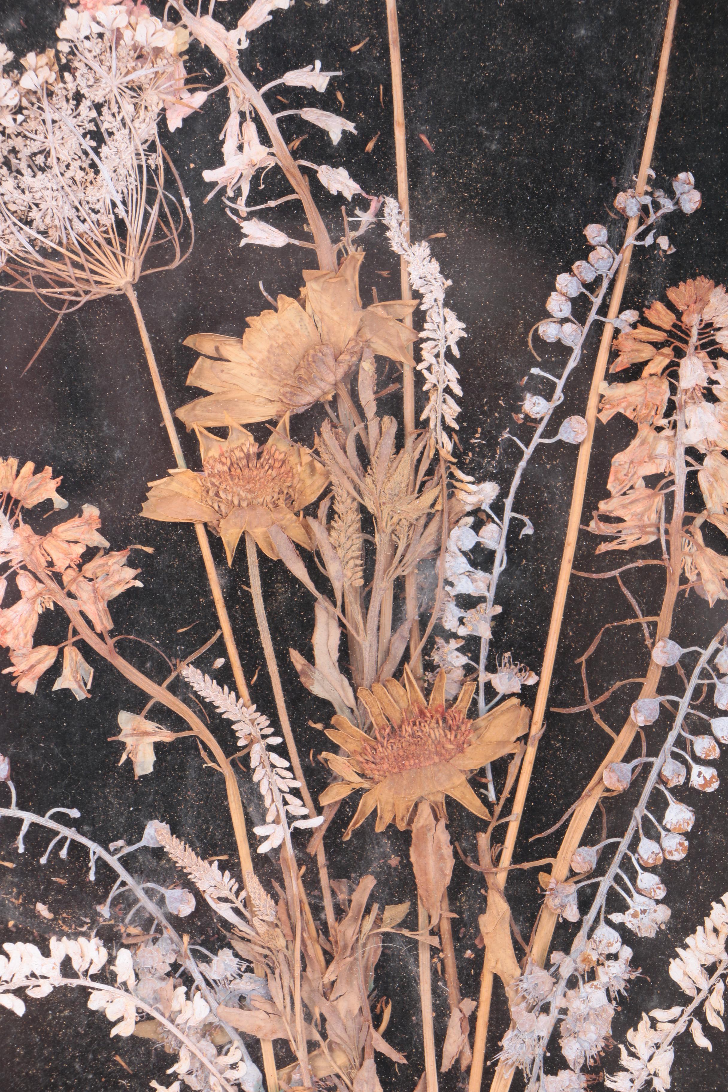Assortment of Pressed New England Flowers on Velvet