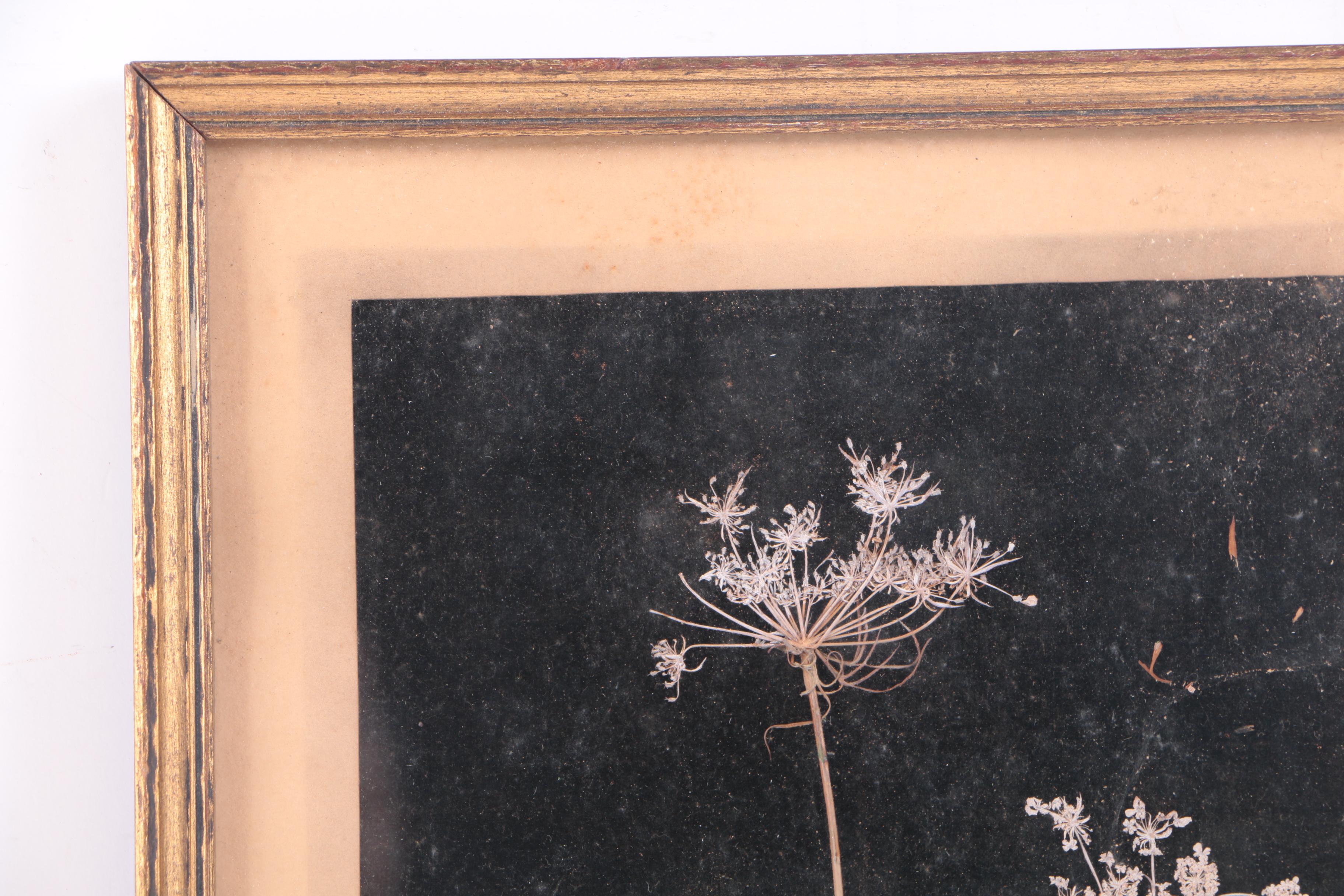 Assortment of Pressed New England Flowers on Velvet