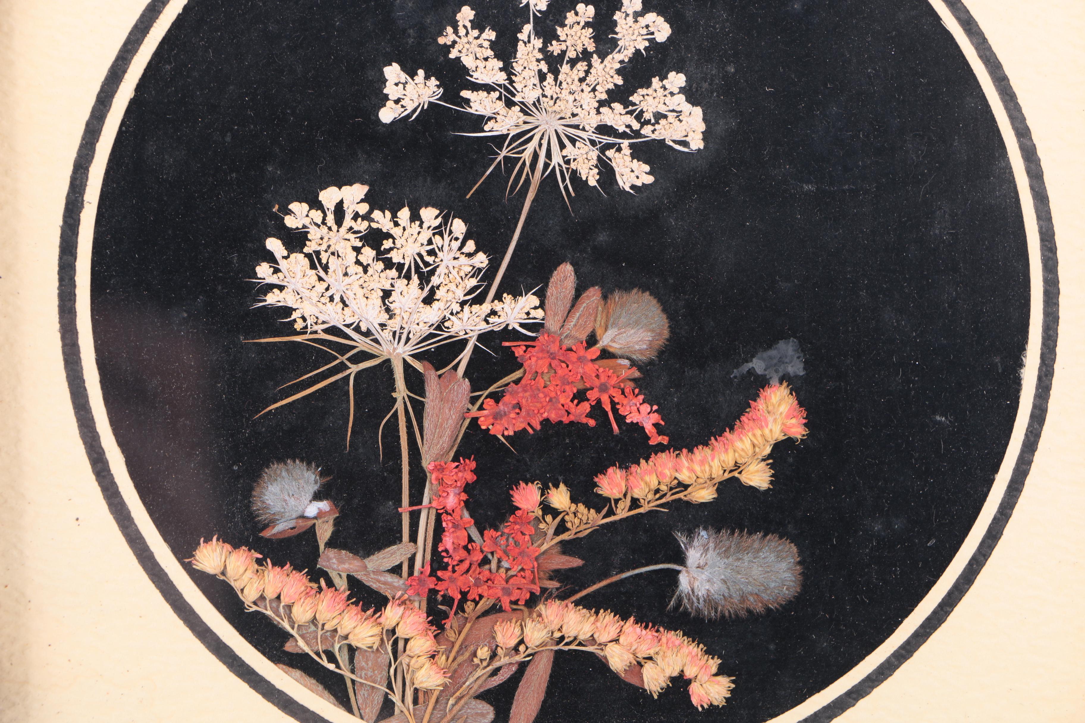 Assortment of Pressed New England Flowers on Velvet