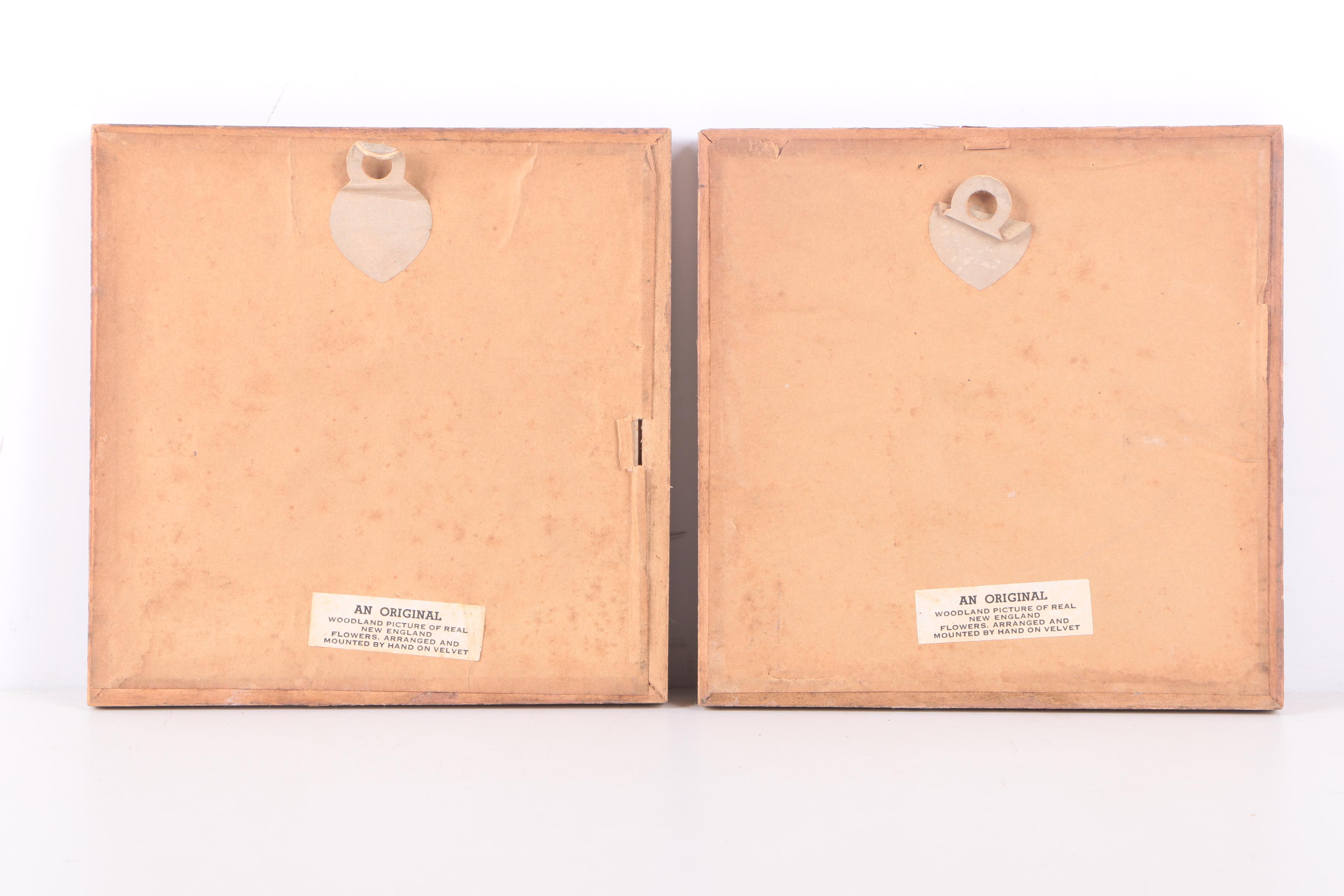 Assortment of Pressed New England Flowers on Velvet