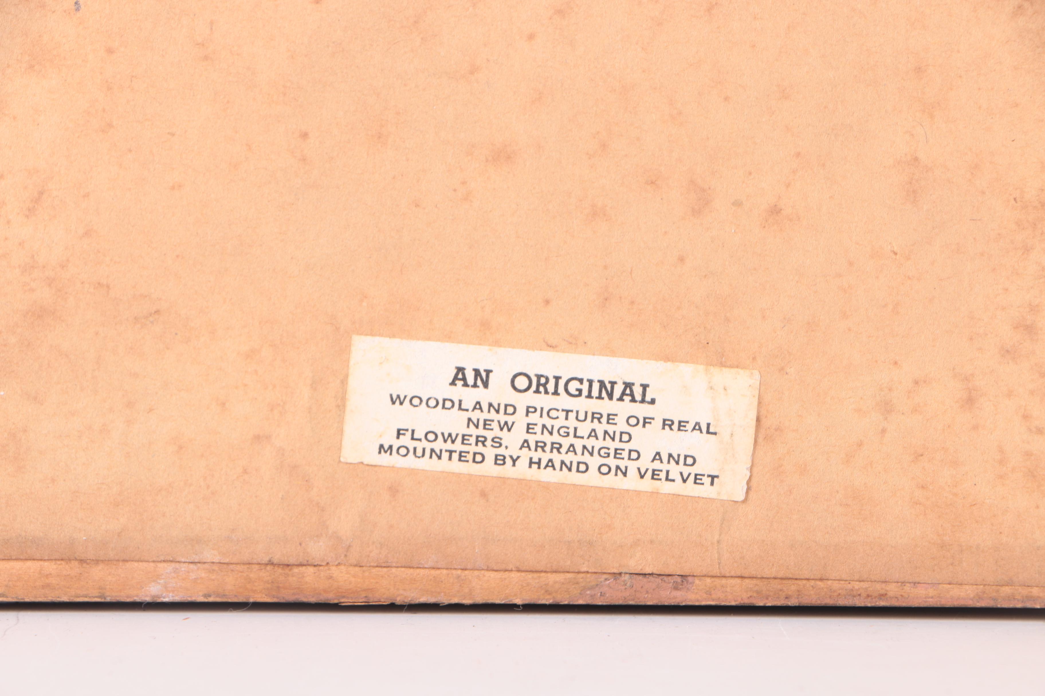 Assortment of Pressed New England Flowers on Velvet