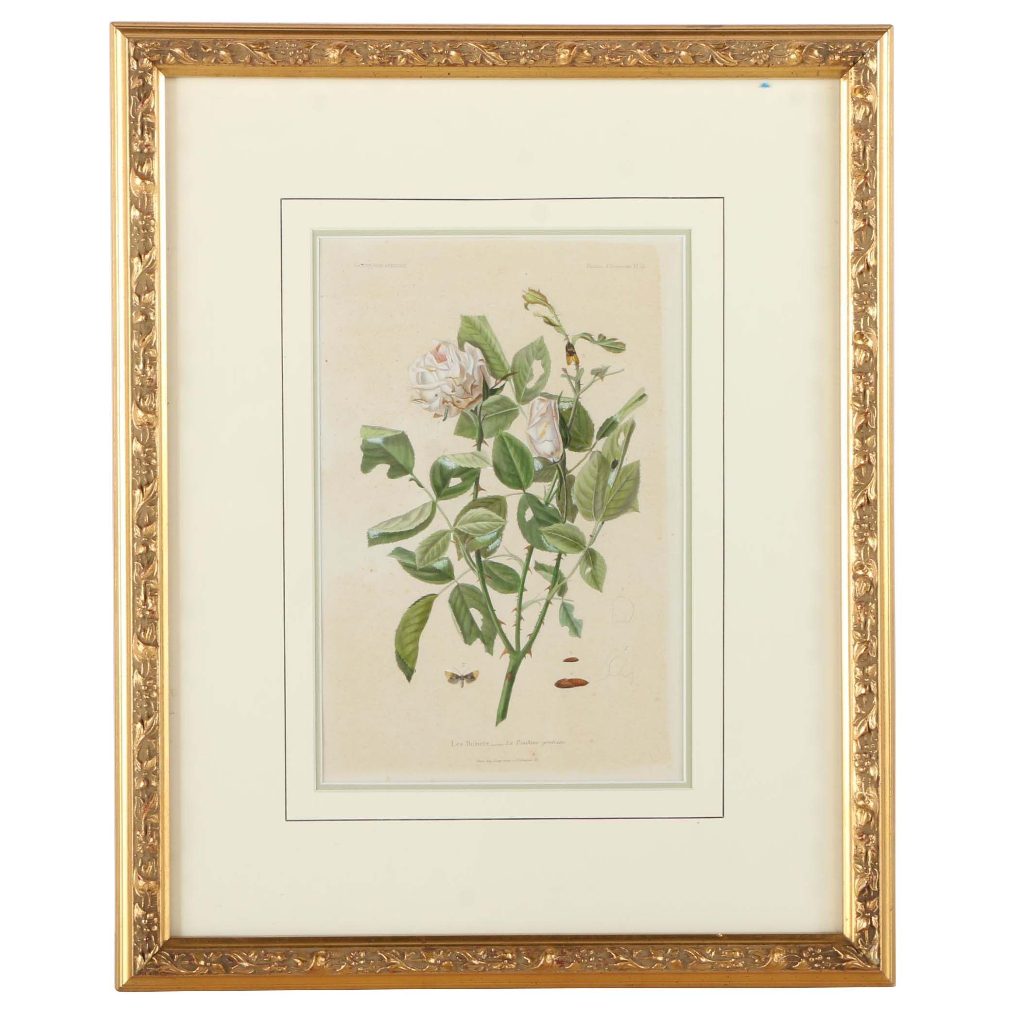 Offset Lithograph on Paper After an Engraving "Les Rosiers"