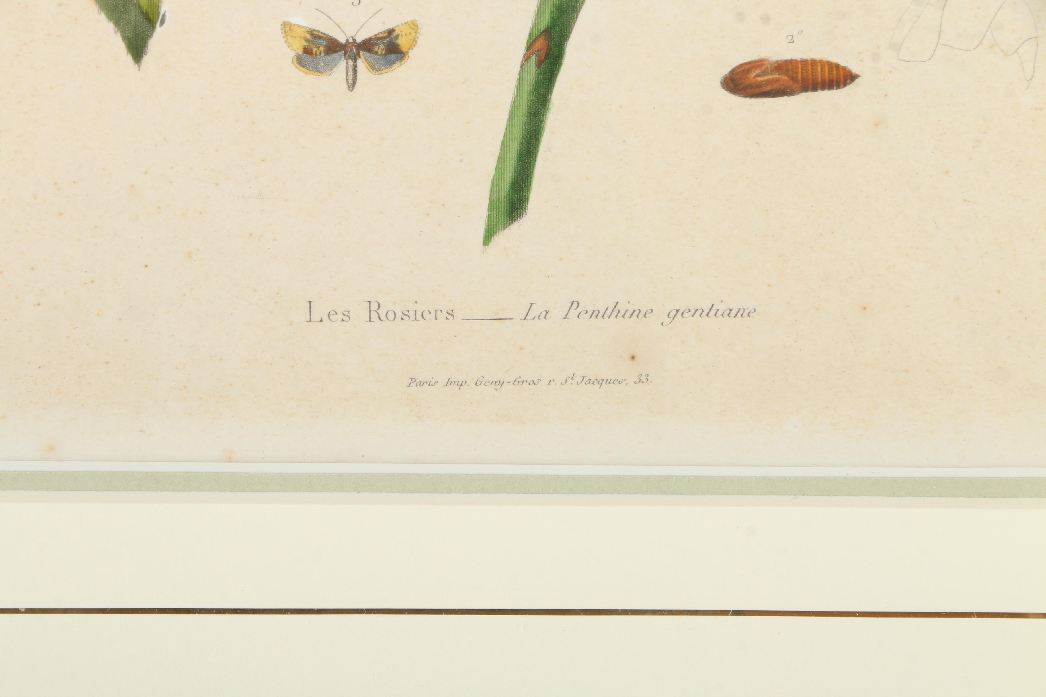 Offset Lithograph on Paper After an Engraving "Les Rosiers"