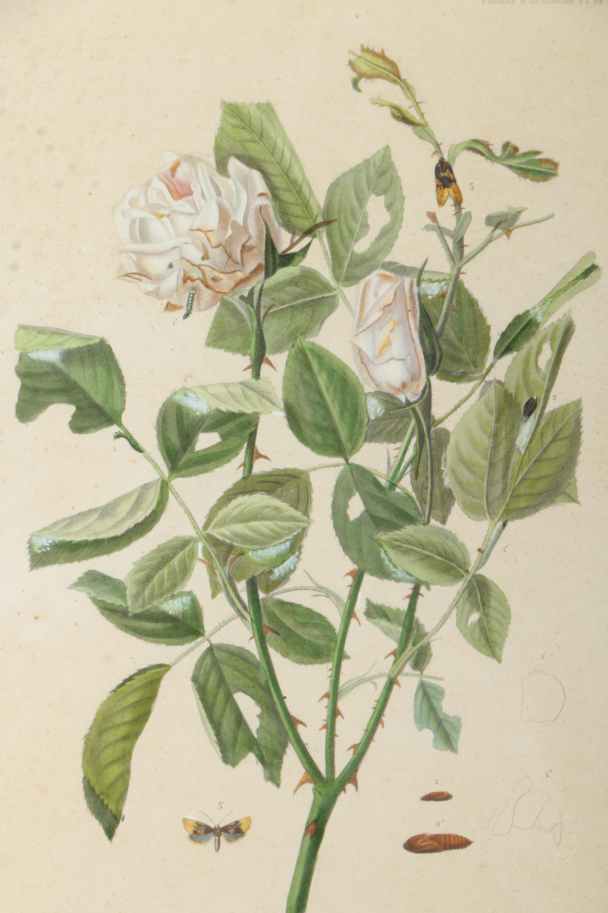 Offset Lithograph on Paper After an Engraving "Les Rosiers"