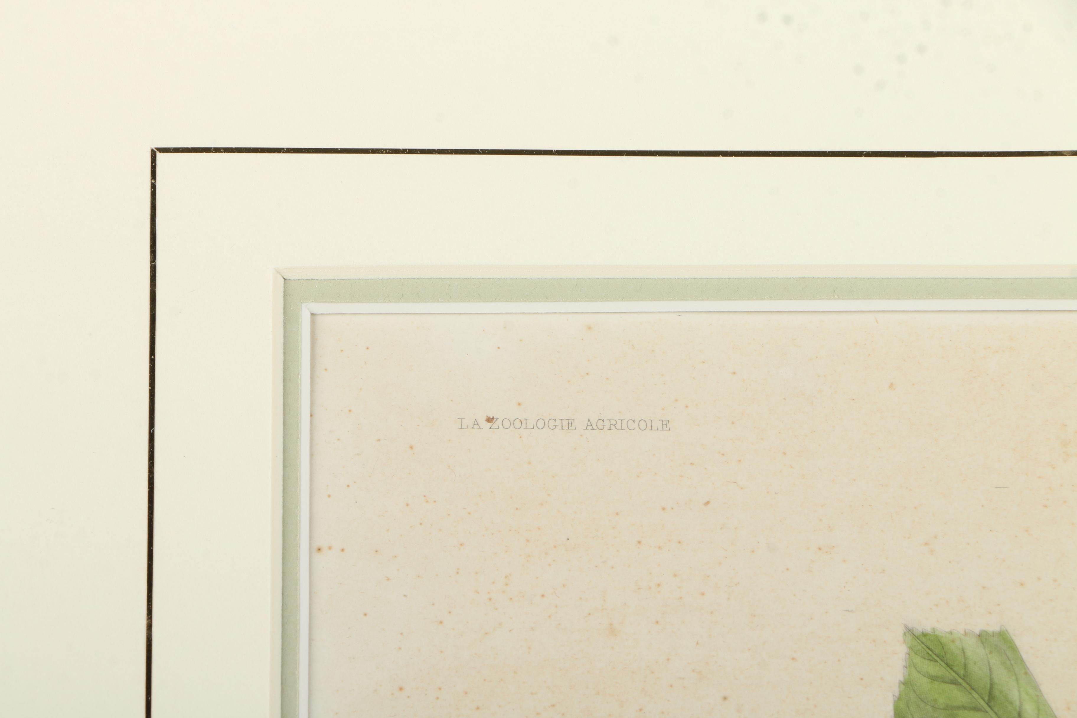 Offset Lithograph on Paper After an Engraving "Les Rosiers"