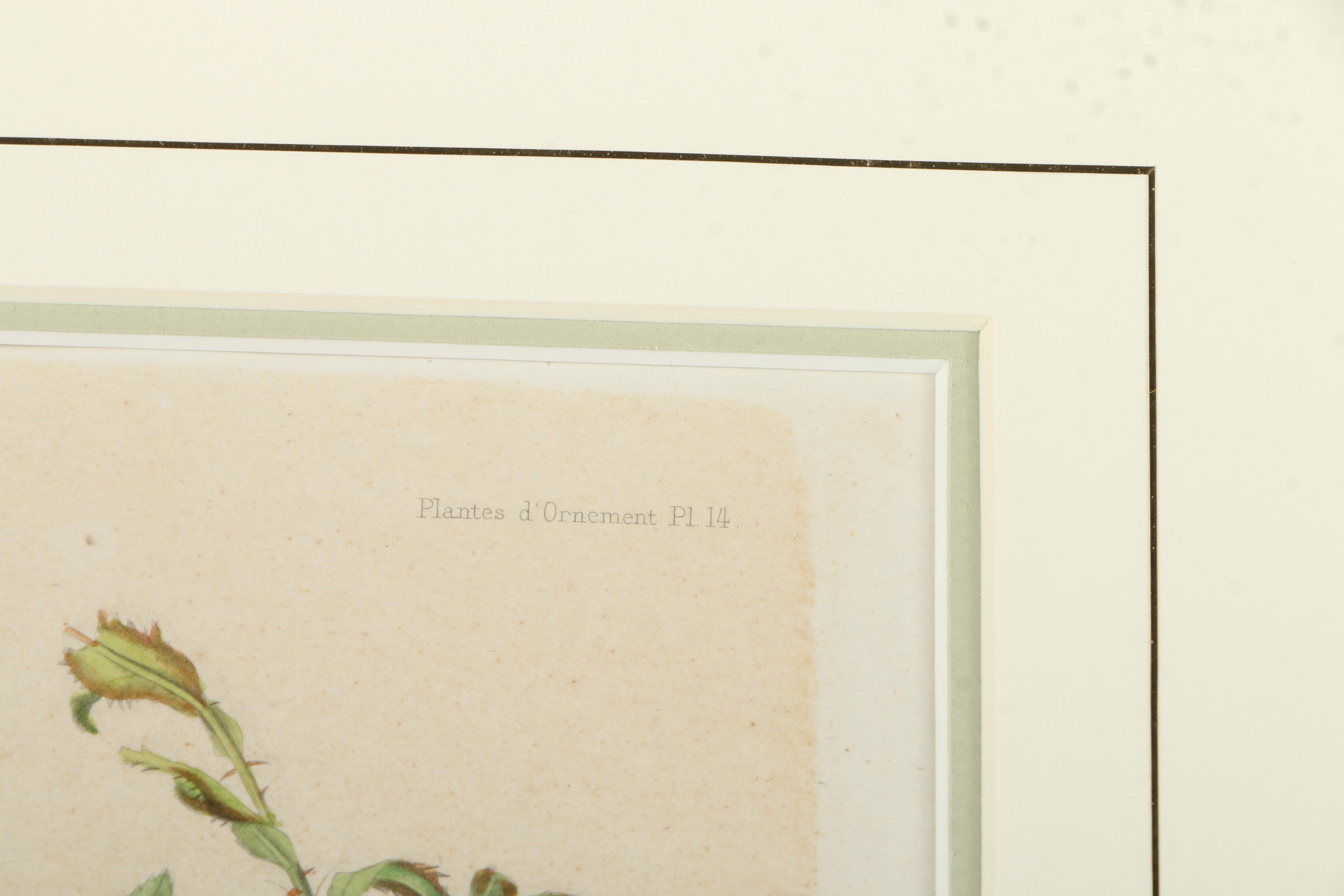 Offset Lithograph on Paper After an Engraving "Les Rosiers"