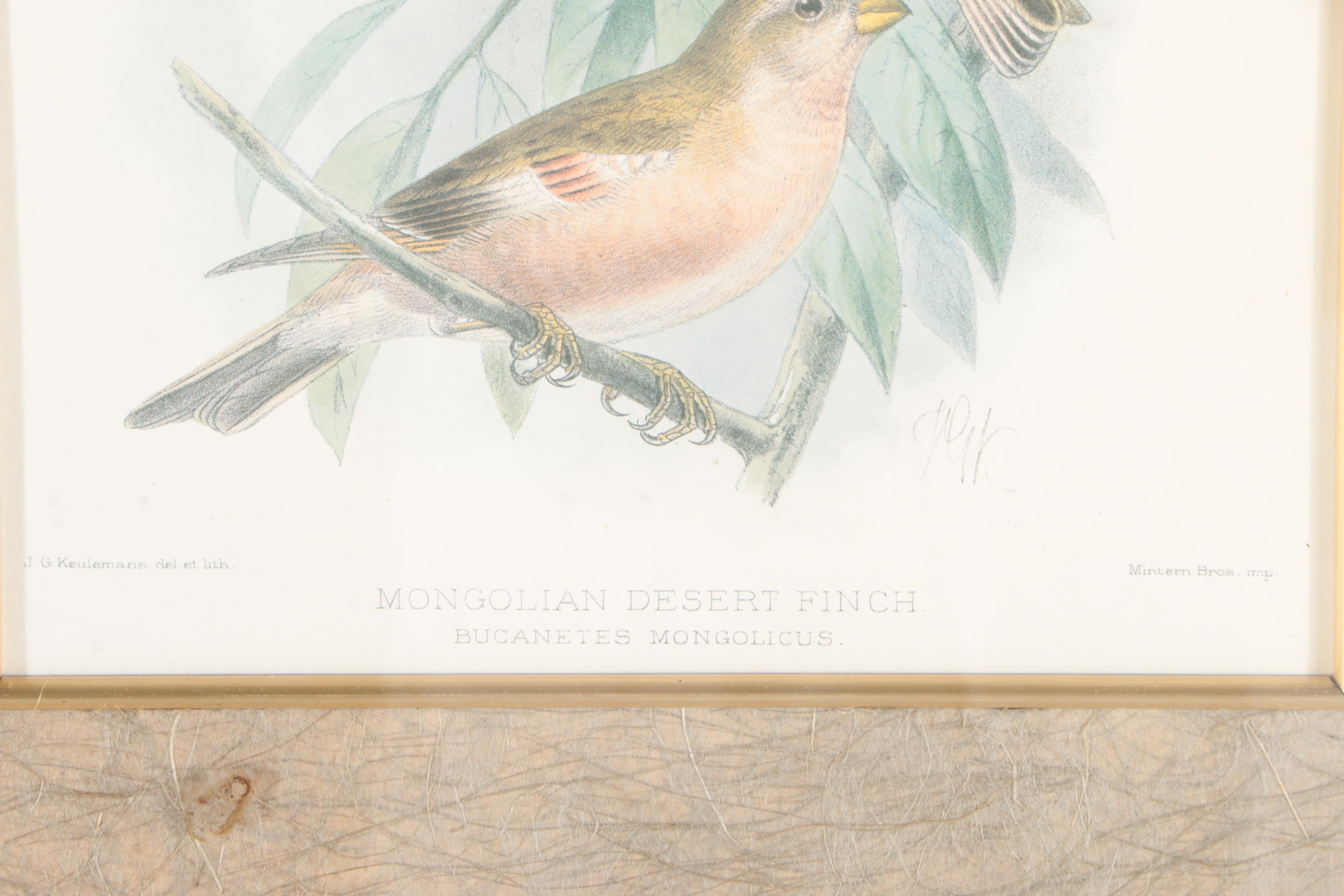 Offset Lithograph After J.G. Keulemans "Mongolian Desert Finch"
