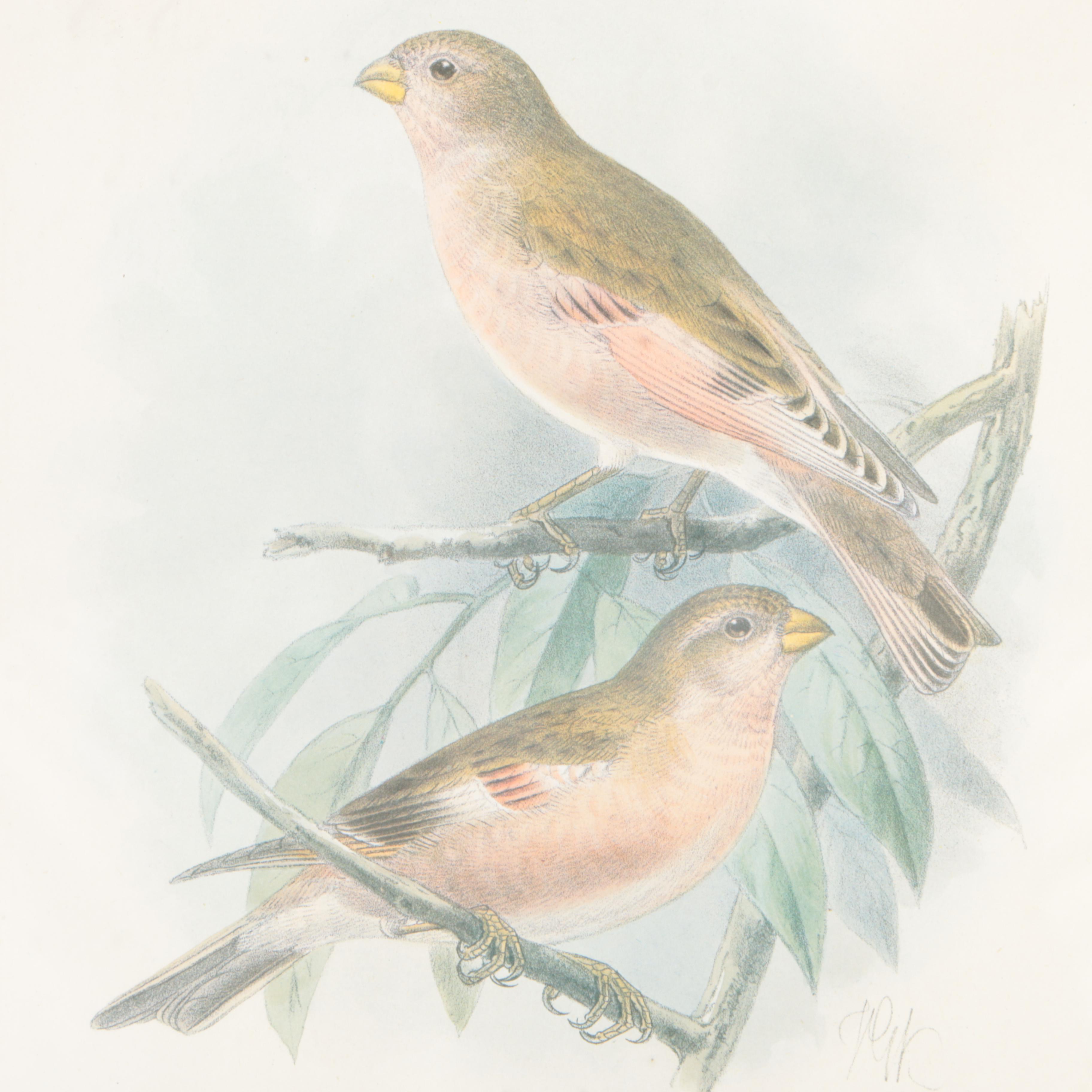 Offset Lithograph After J.G. Keulemans "Mongolian Desert Finch"