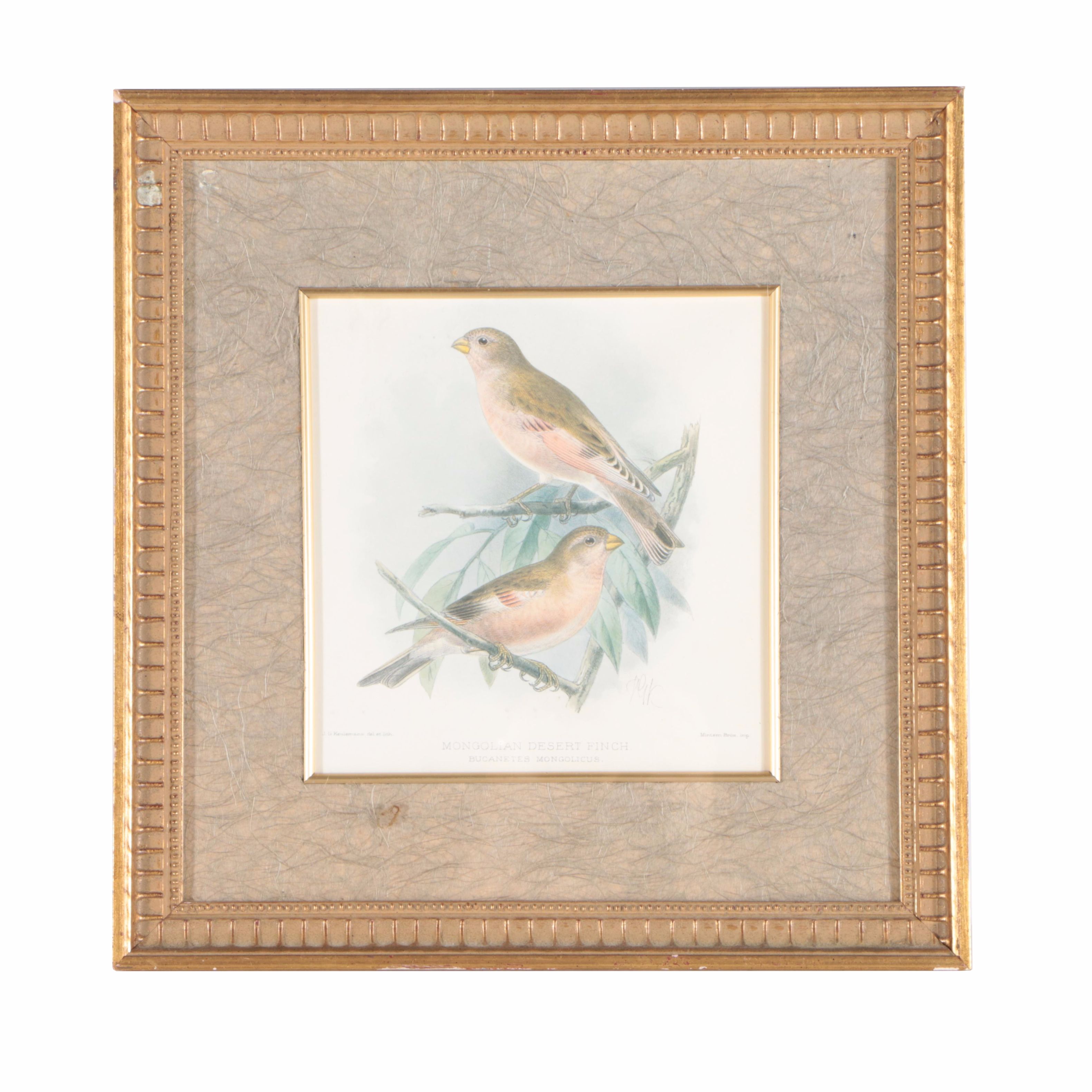 Offset Lithograph After J.G. Keulemans "Mongolian Desert Finch"