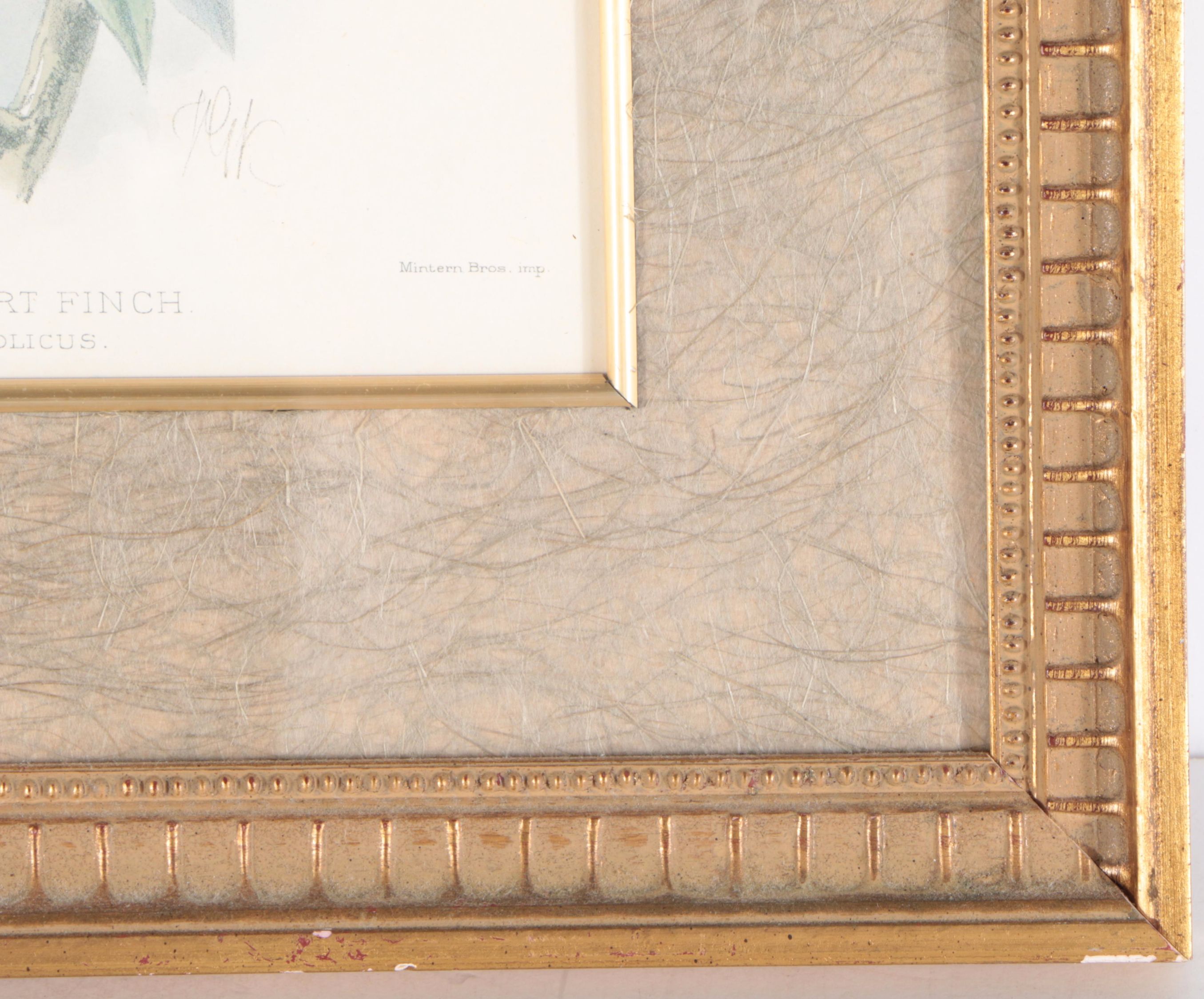 Offset Lithograph After J.G. Keulemans "Mongolian Desert Finch"