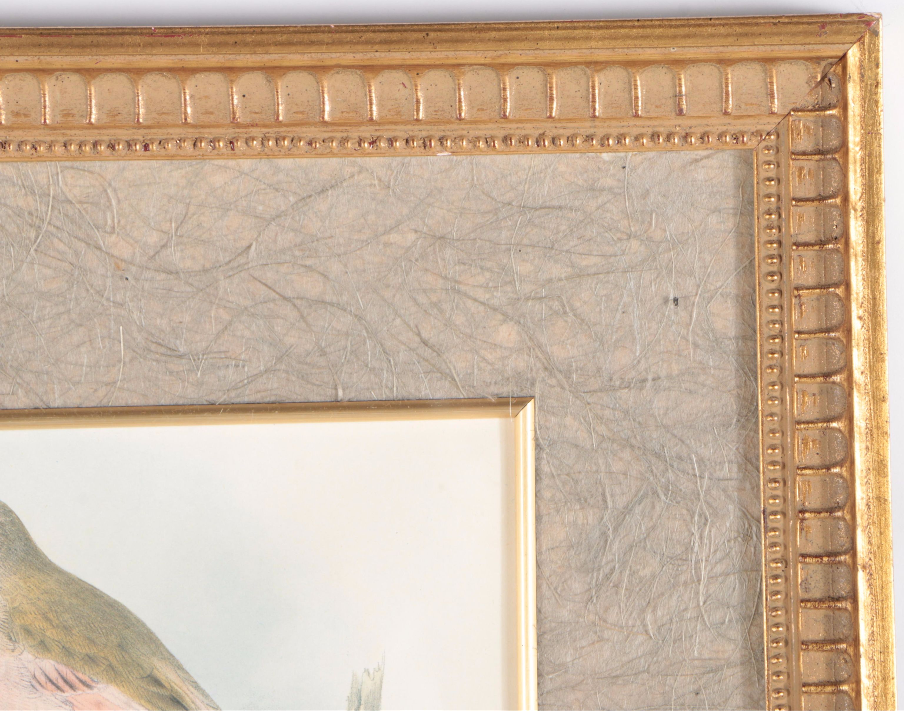 Offset Lithograph After J.G. Keulemans "Mongolian Desert Finch"