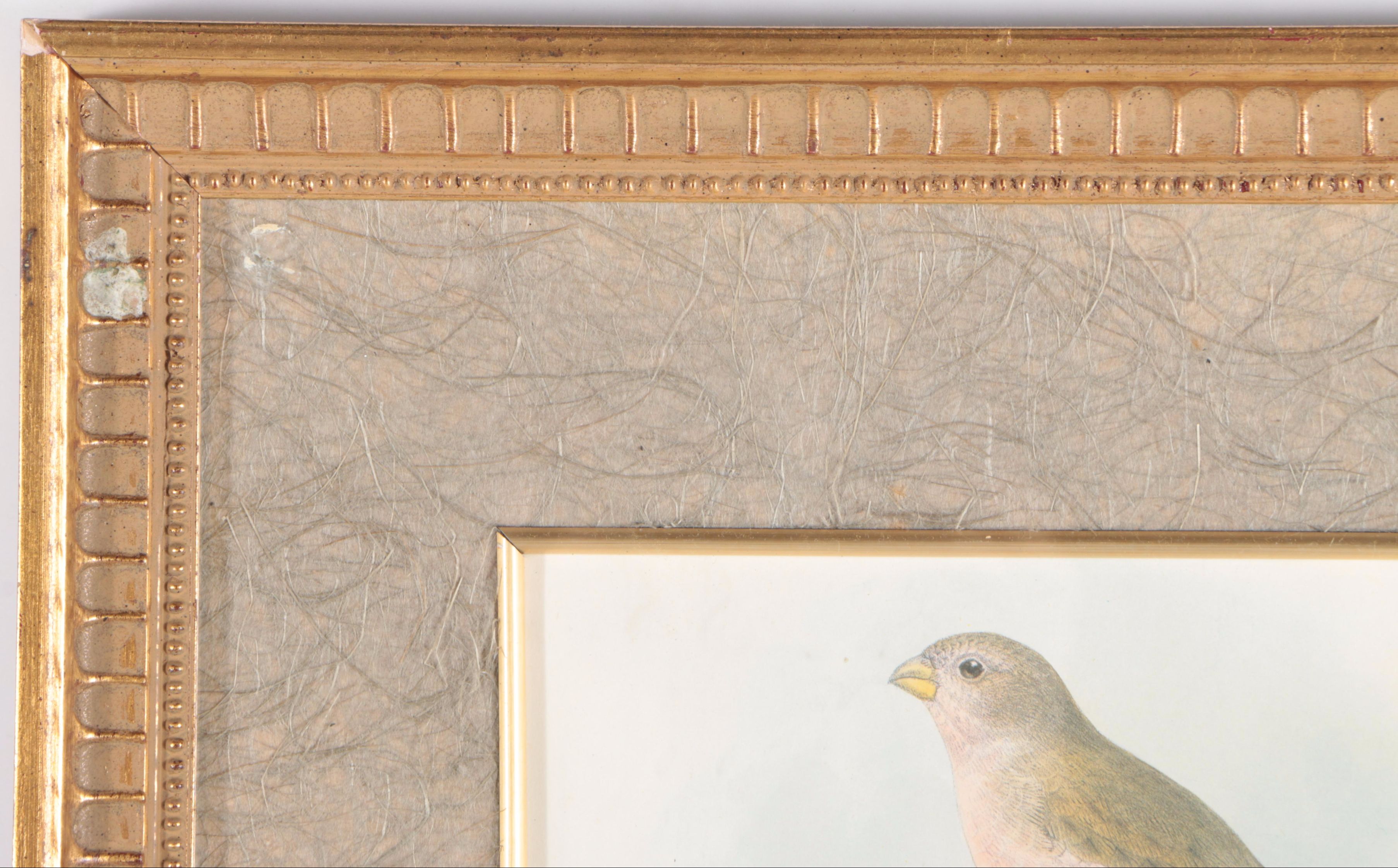 Offset Lithograph After J.G. Keulemans "Mongolian Desert Finch"