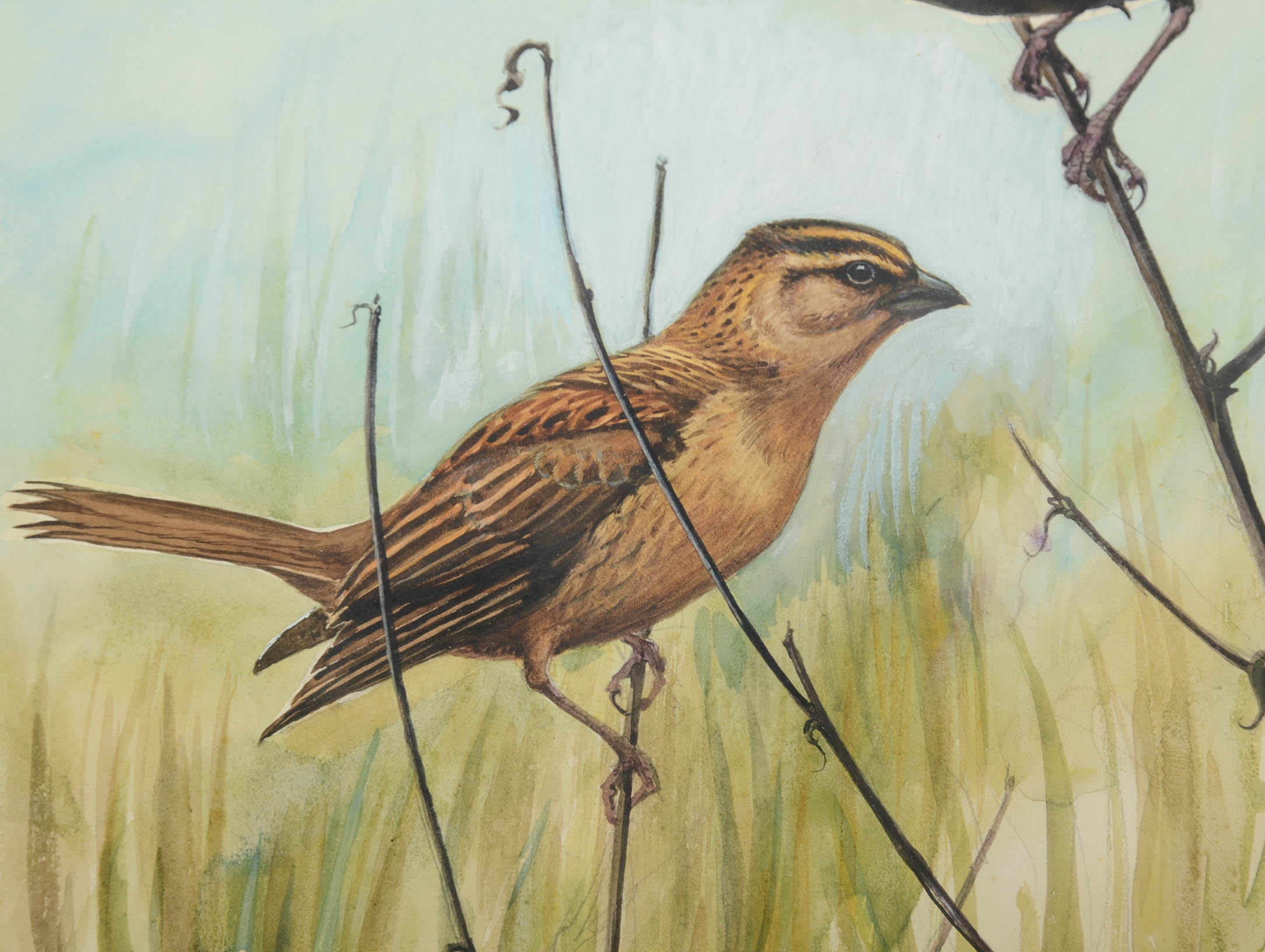 Conrad Roland Signed Watercolor and Gouache Bird Painting