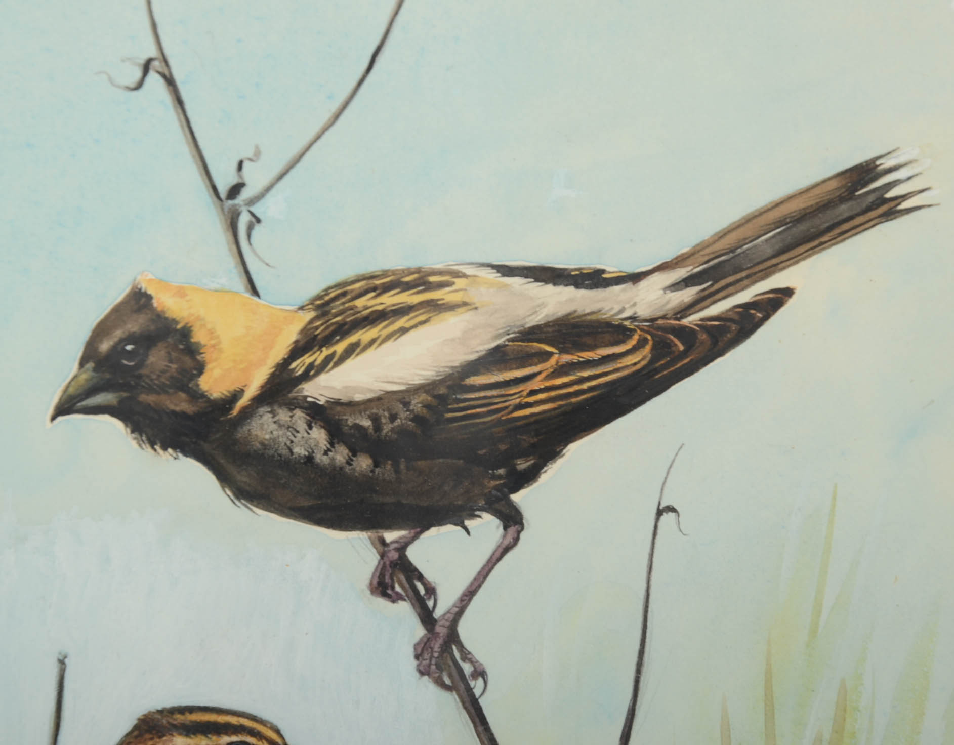 Conrad Roland Signed Watercolor and Gouache Bird Painting