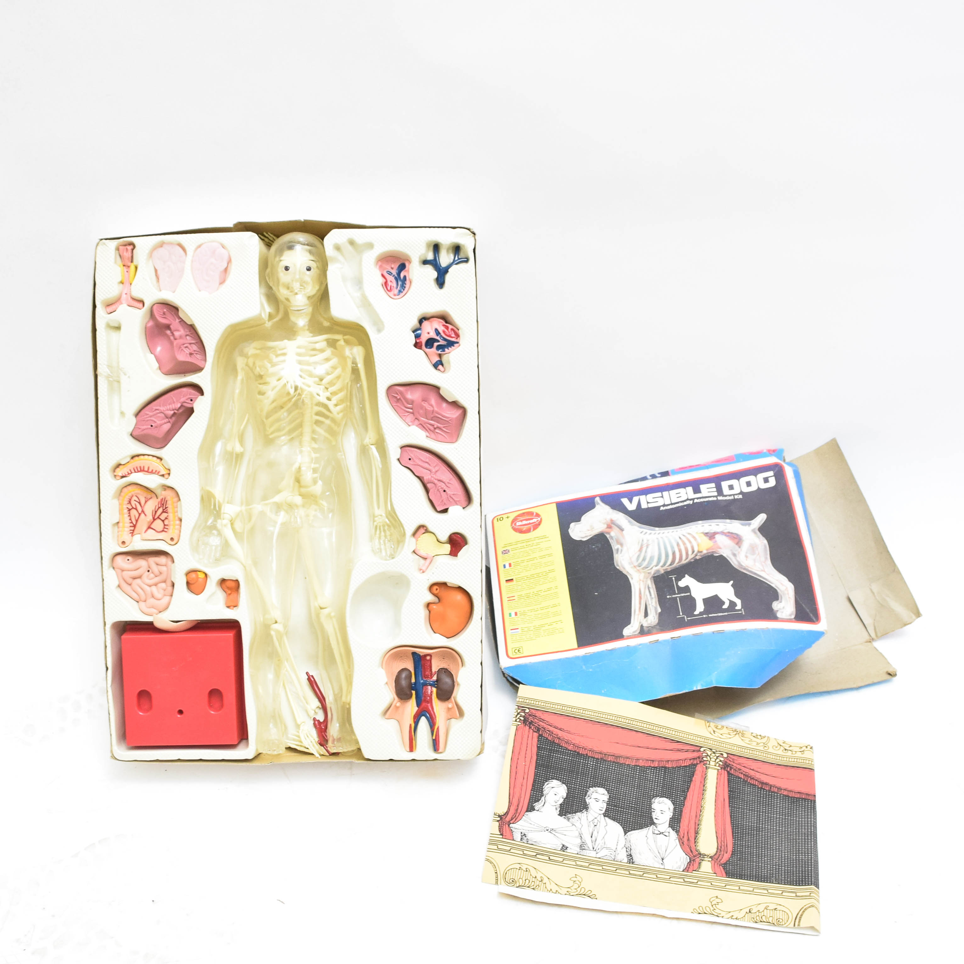 1995 Human Anatomy Male Model Kit by Paradise