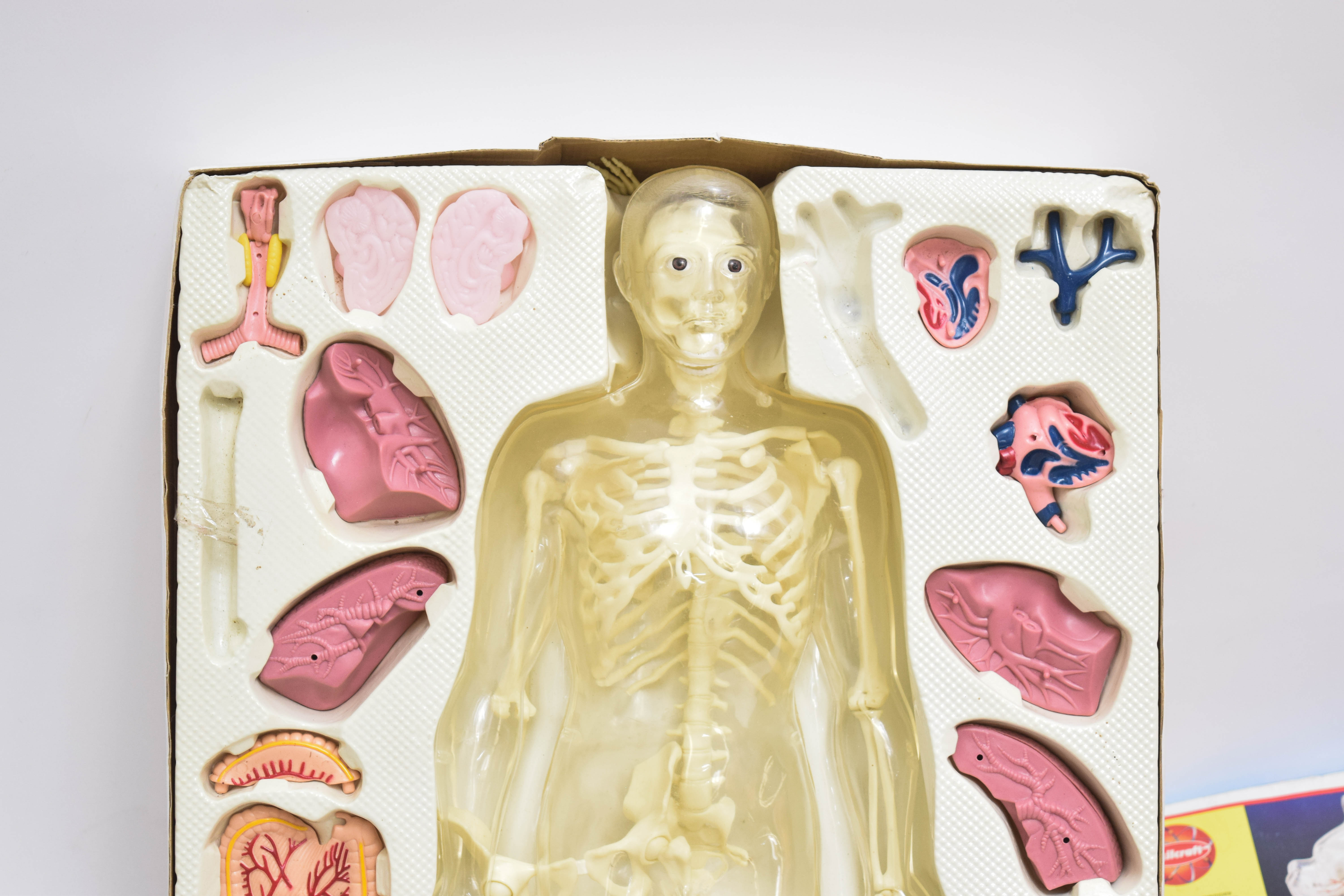 1995 Human Anatomy Male Model Kit by Paradise