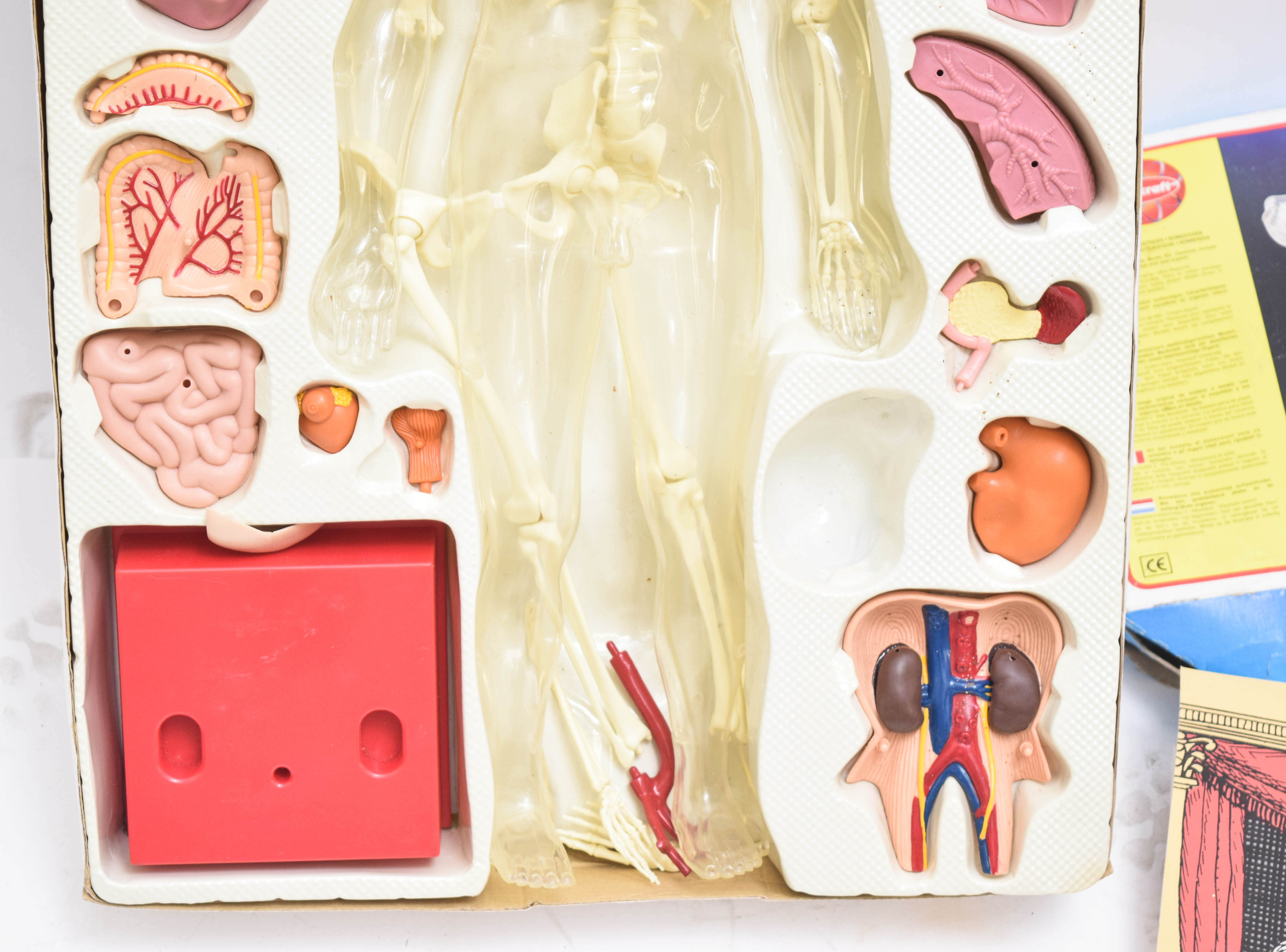 1995 Human Anatomy Male Model Kit by Paradise