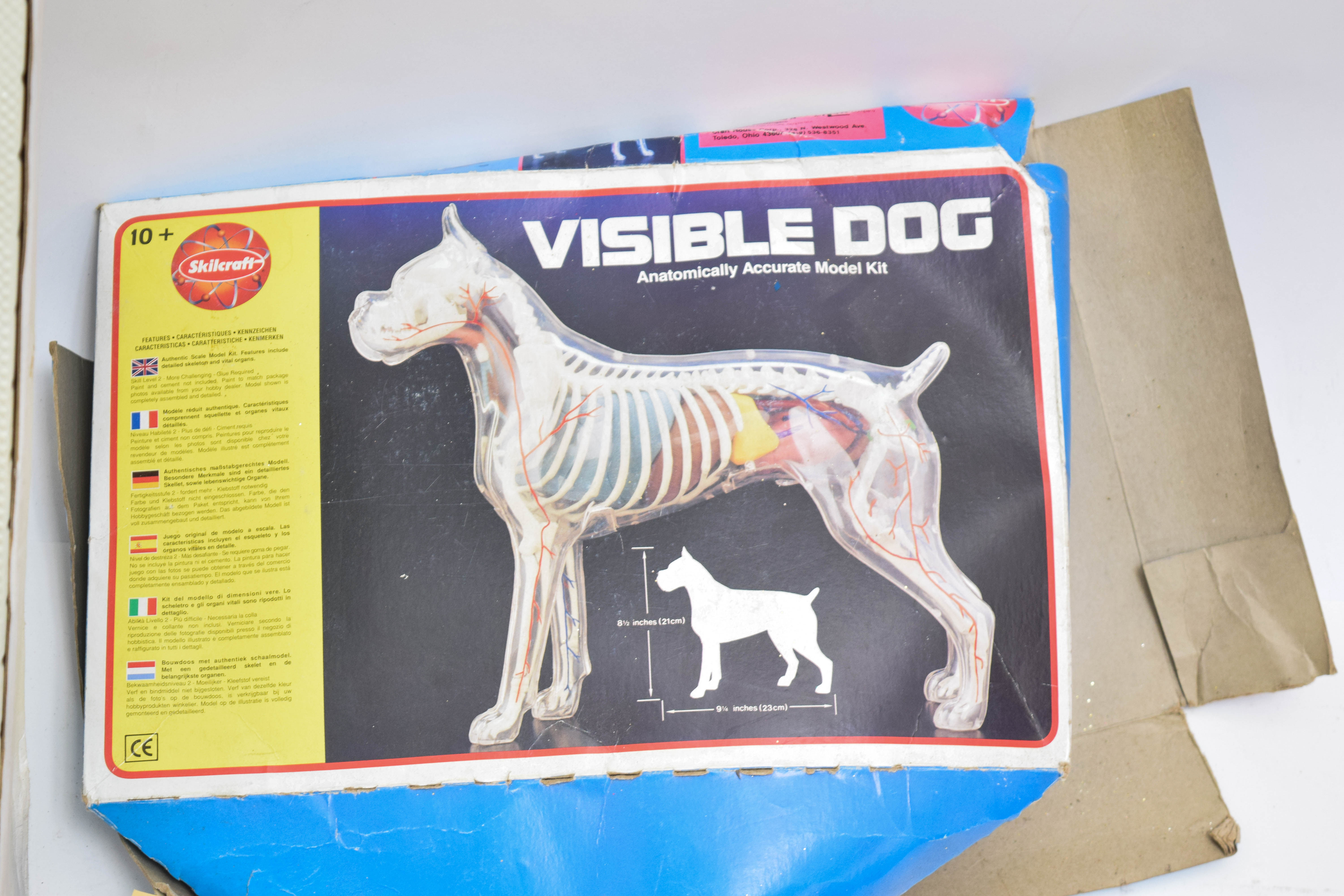 1995 Human Anatomy Male Model Kit by Paradise