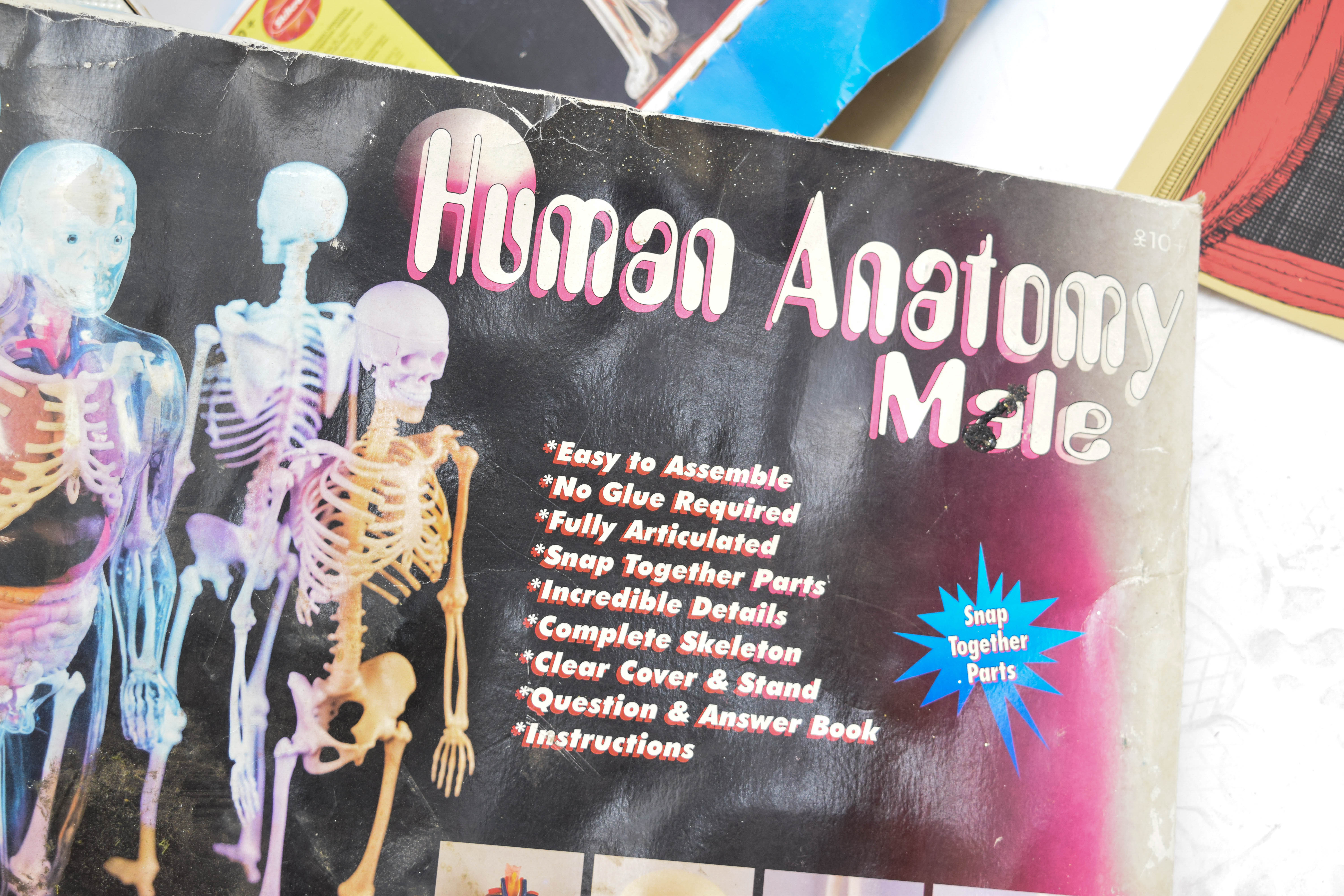 1995 Human Anatomy Male Model Kit by Paradise
