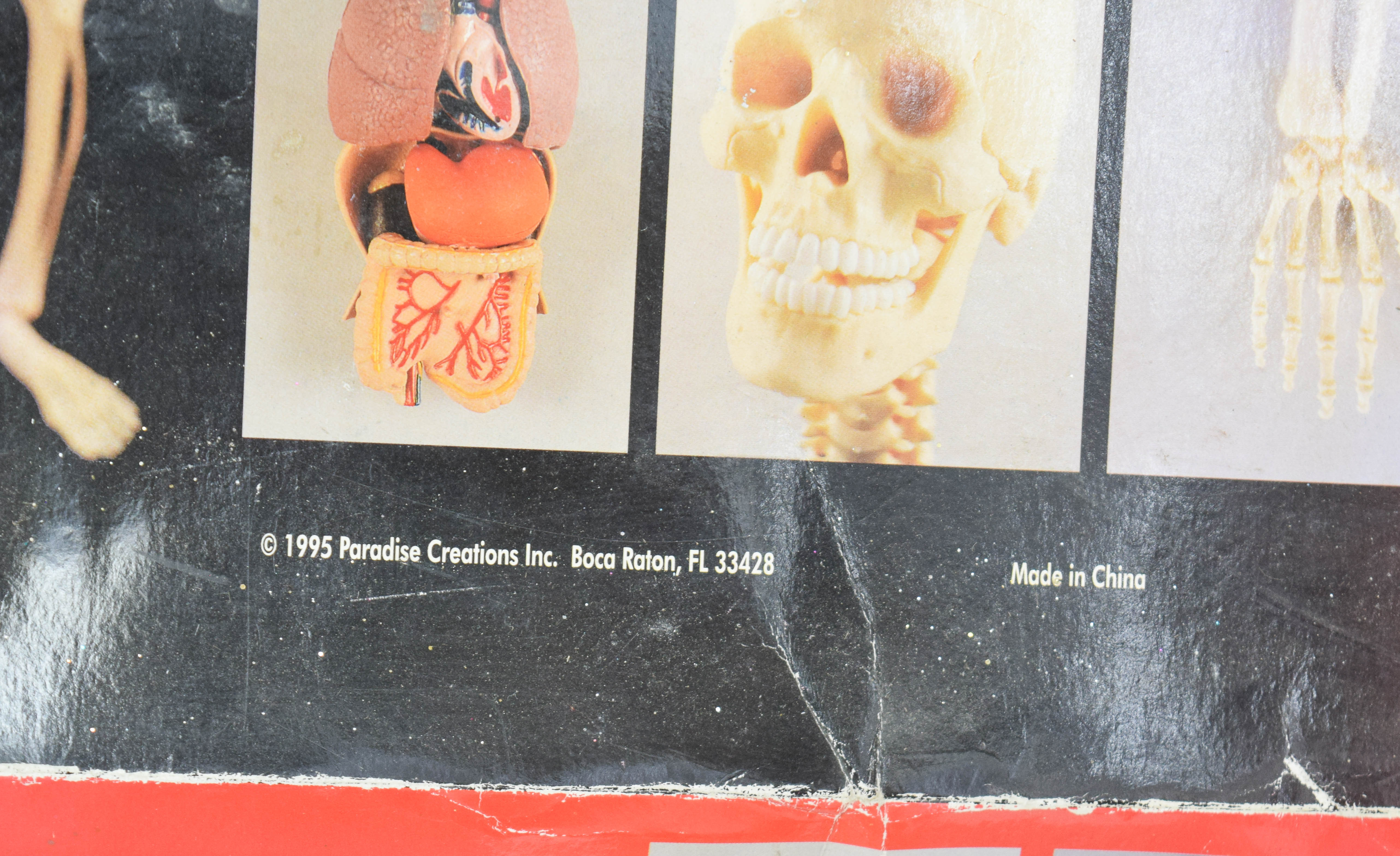 1995 Human Anatomy Male Model Kit by Paradise