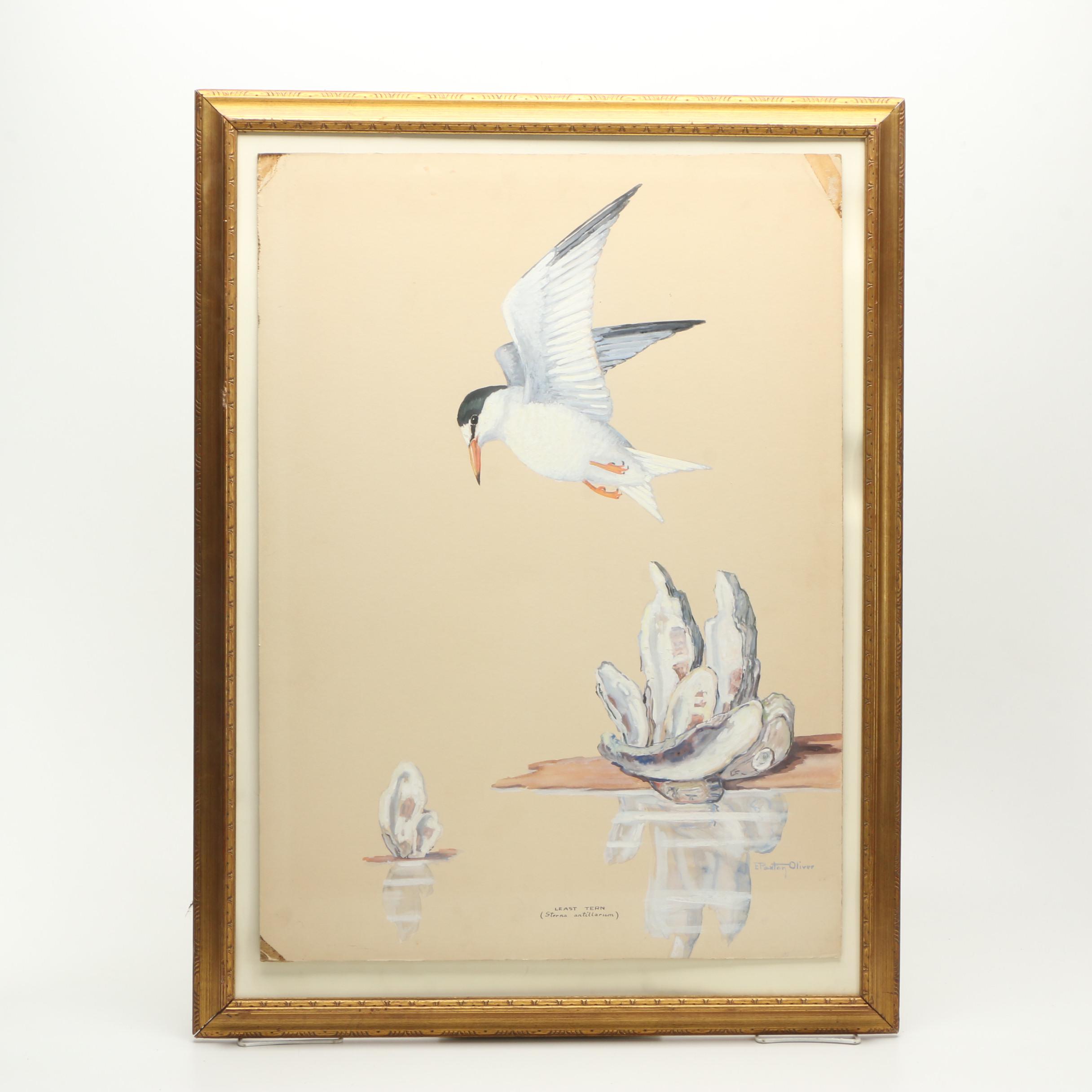 E. Paxton Oliver Gouache and Watercolor Painting on Paper "Least Tern"