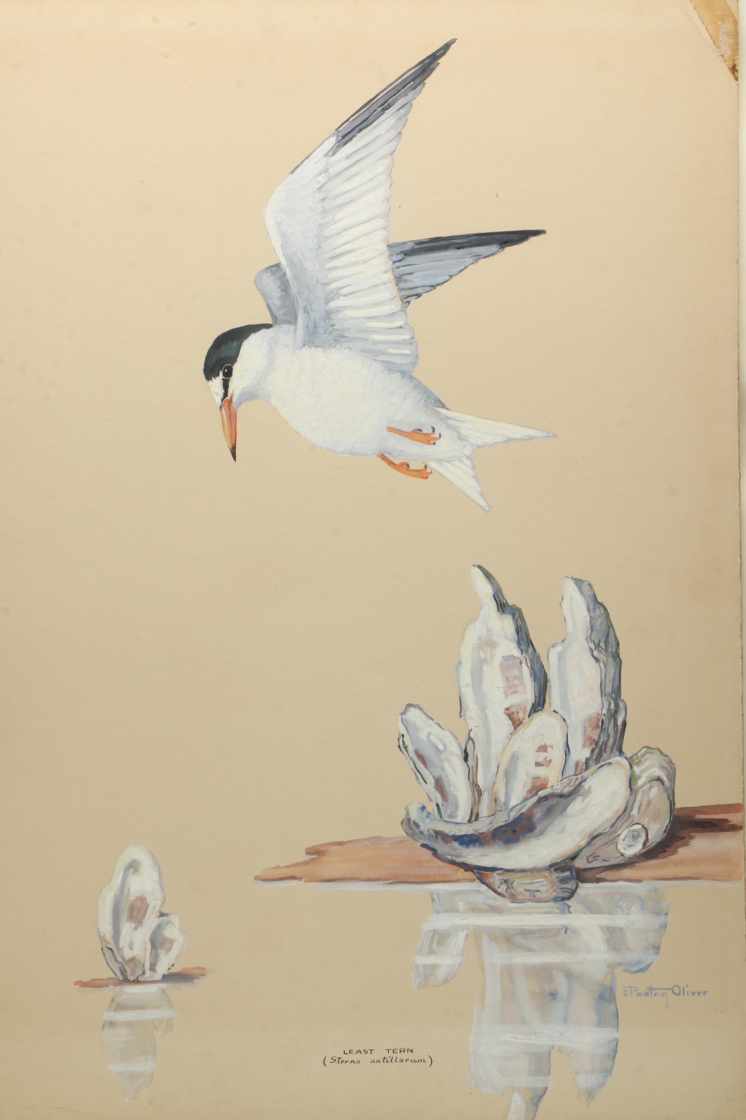 E. Paxton Oliver Gouache and Watercolor Painting on Paper "Least Tern"