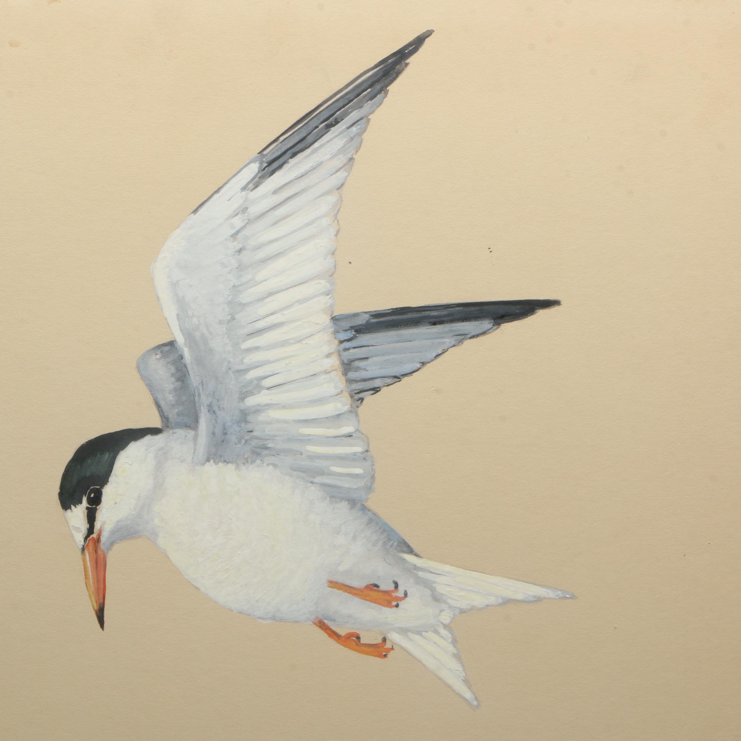 E. Paxton Oliver Gouache and Watercolor Painting on Paper "Least Tern"
