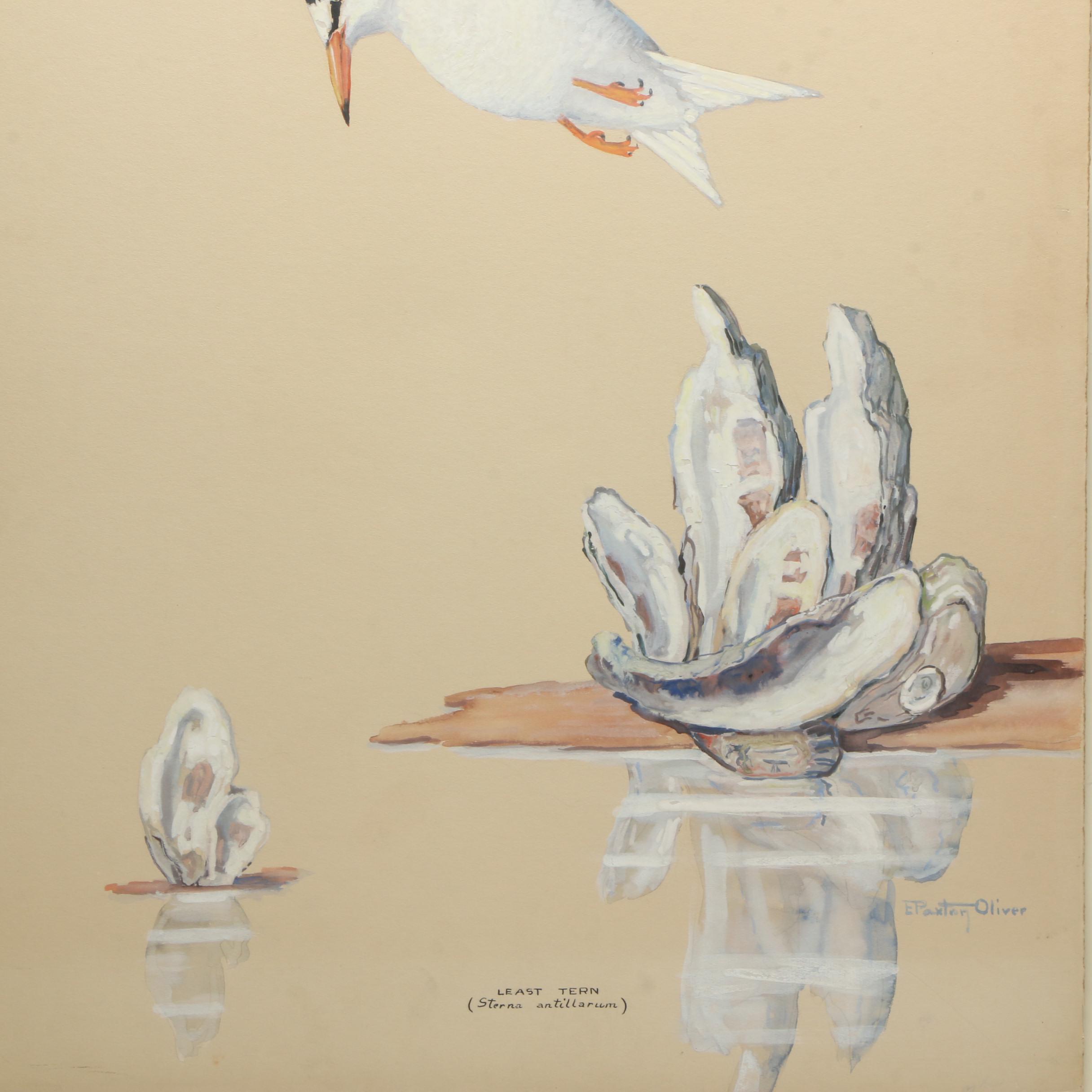 E. Paxton Oliver Gouache and Watercolor Painting on Paper "Least Tern"