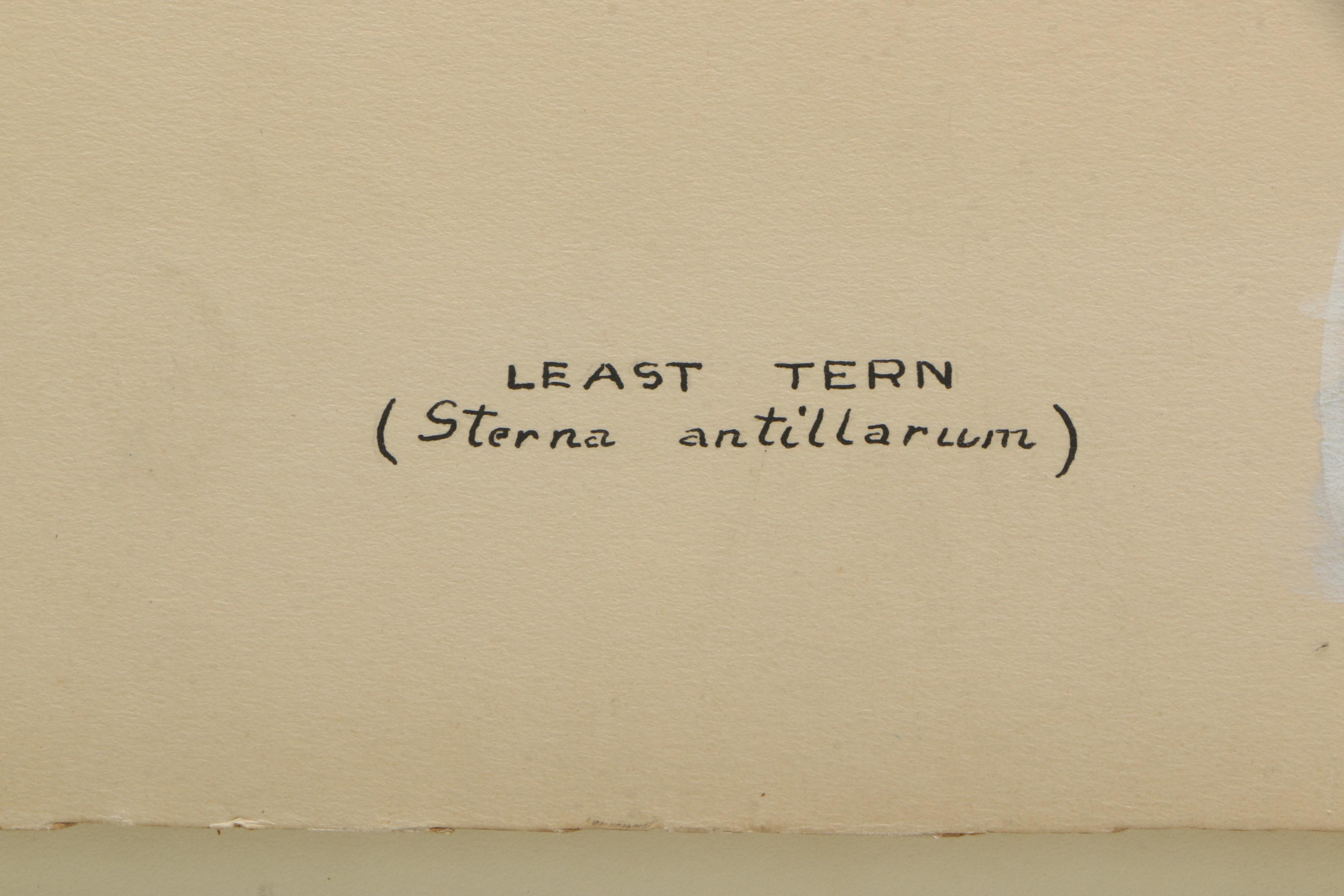 E. Paxton Oliver Gouache and Watercolor Painting on Paper "Least Tern"