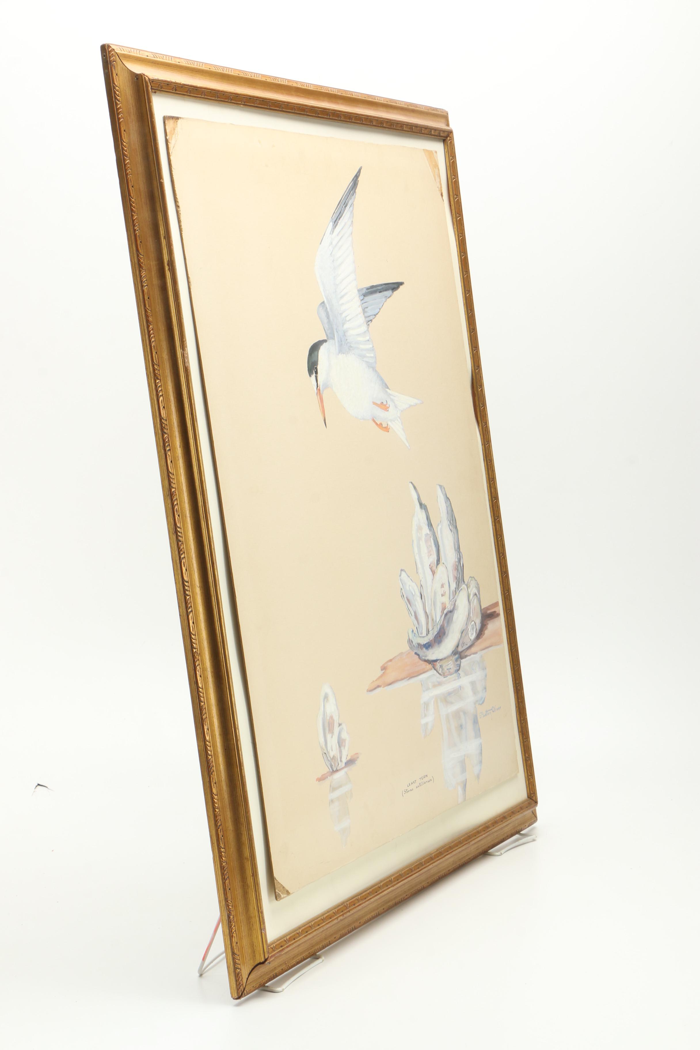 E. Paxton Oliver Gouache and Watercolor Painting on Paper "Least Tern"