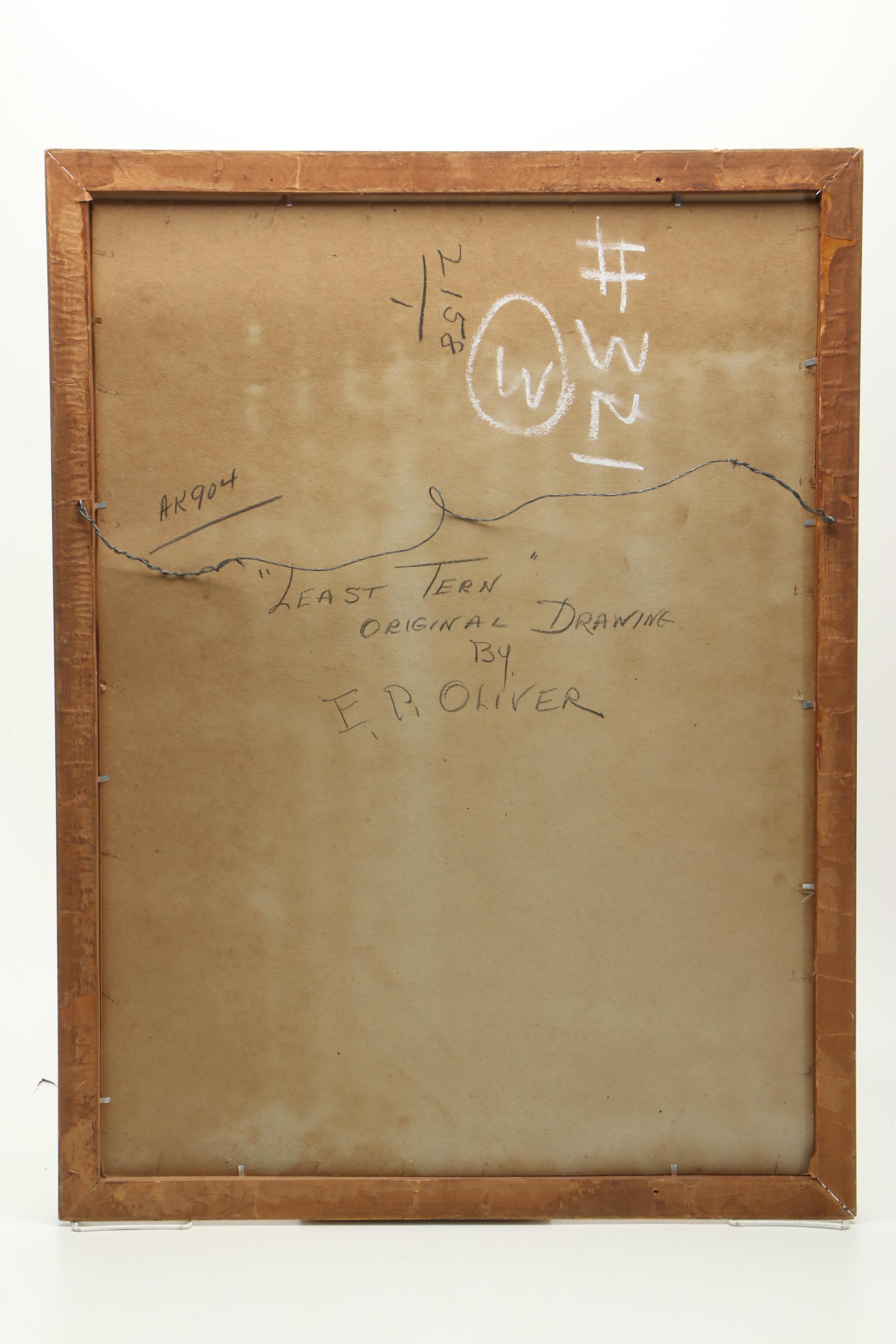 E. Paxton Oliver Gouache and Watercolor Painting on Paper "Least Tern"