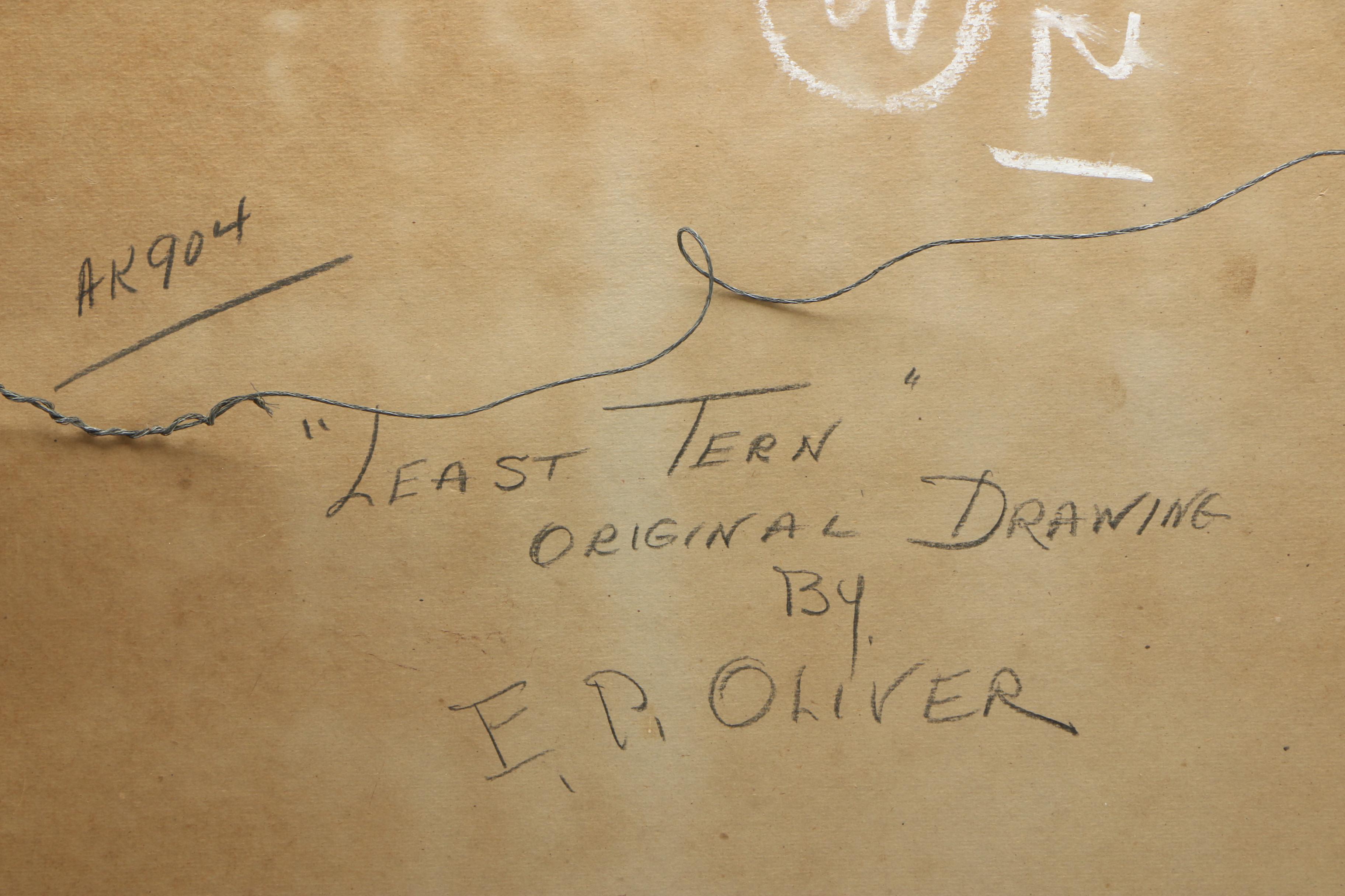 E. Paxton Oliver Gouache and Watercolor Painting on Paper "Least Tern"